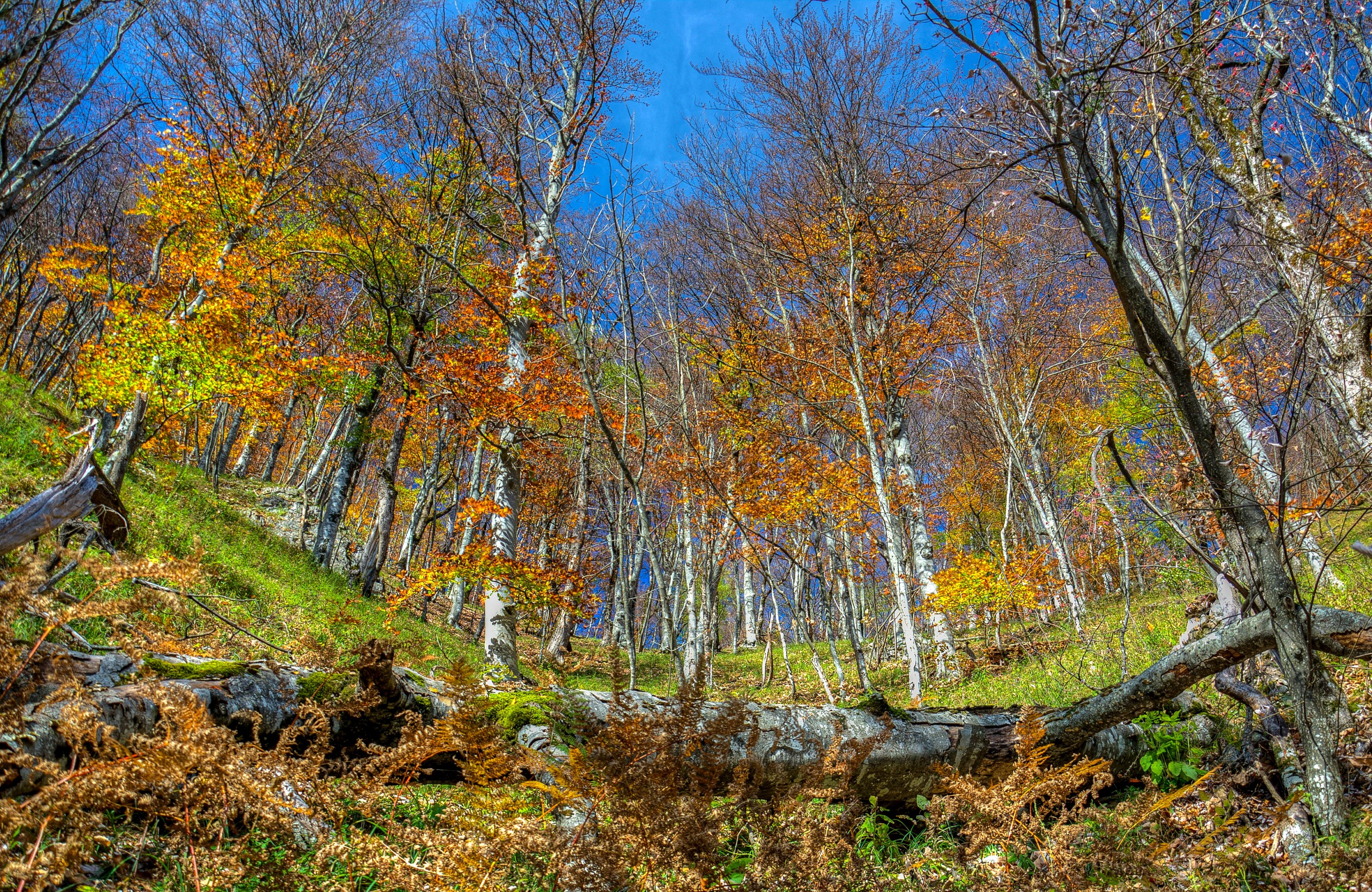 Autumn forest in Plitvice, Croatia HD Wallpaper