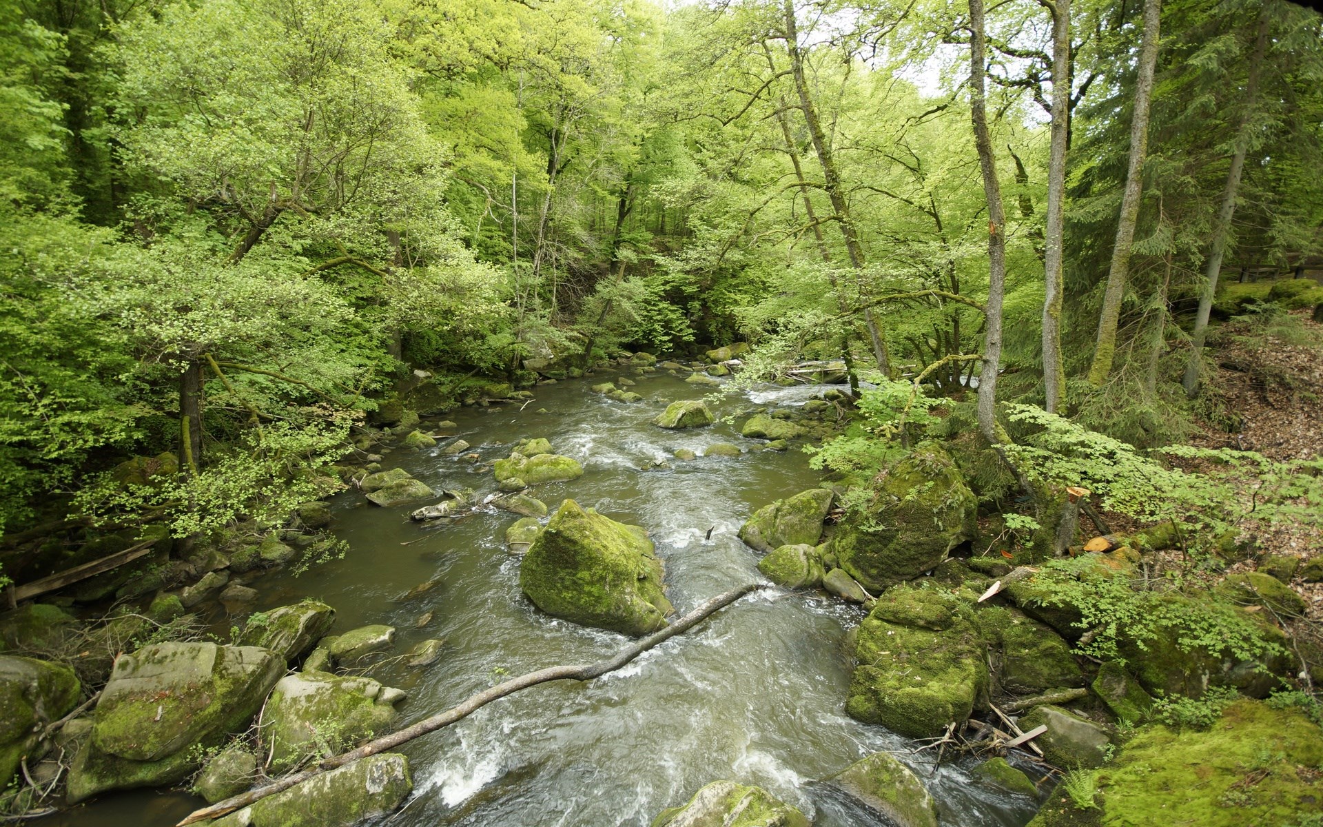 A forest river with mossy rocks and trees HD Wallpaper
