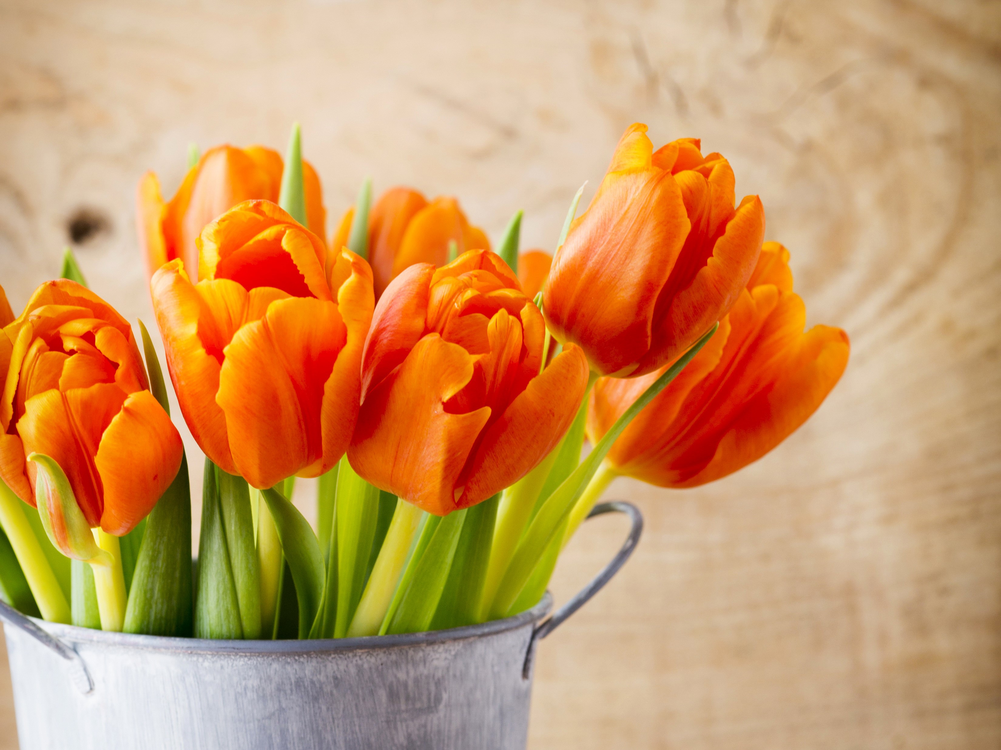 Orange Tulips in a Metal Bucket HD Wallpaper