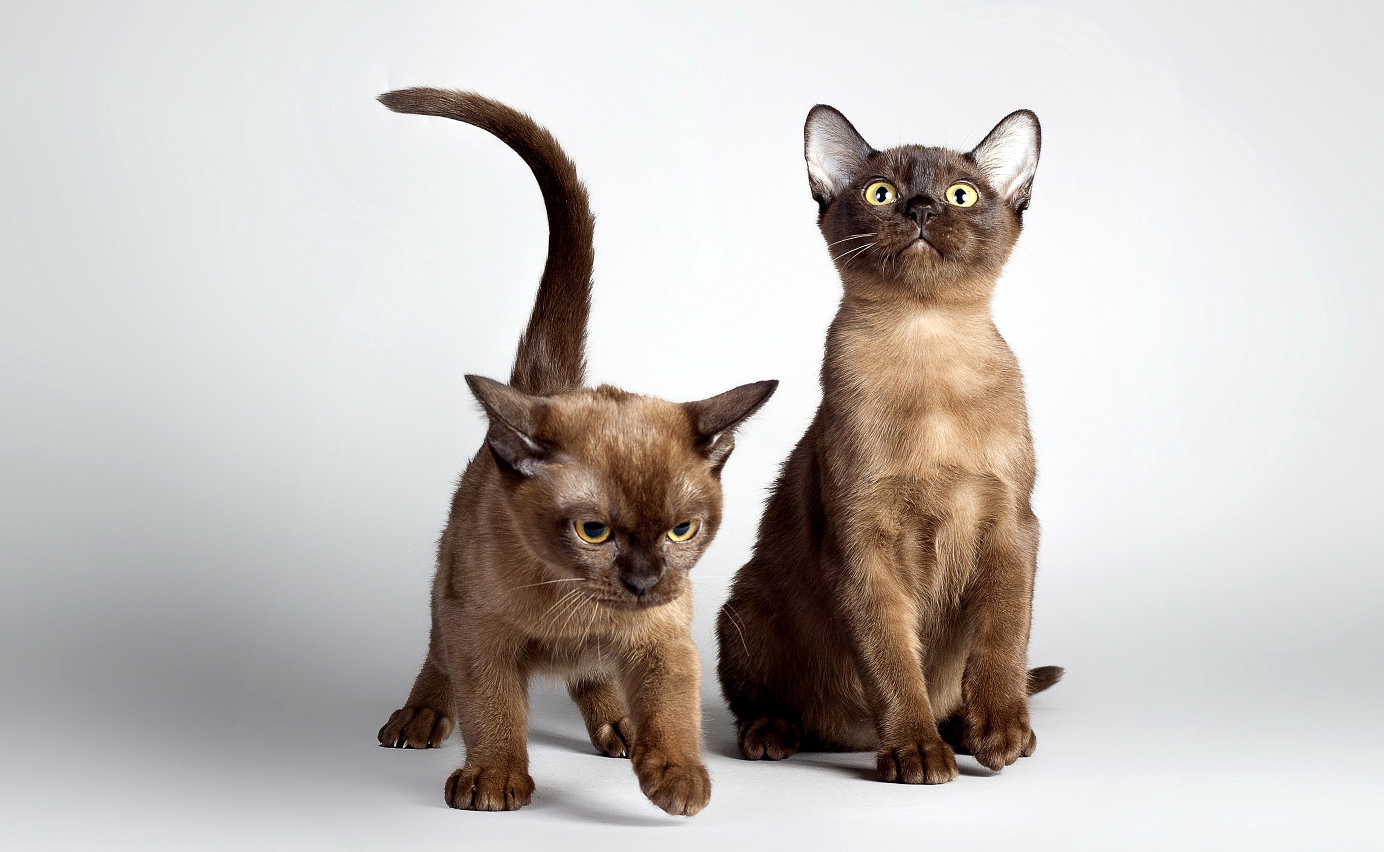 Two brown kittens on a white background HD Wallpaper