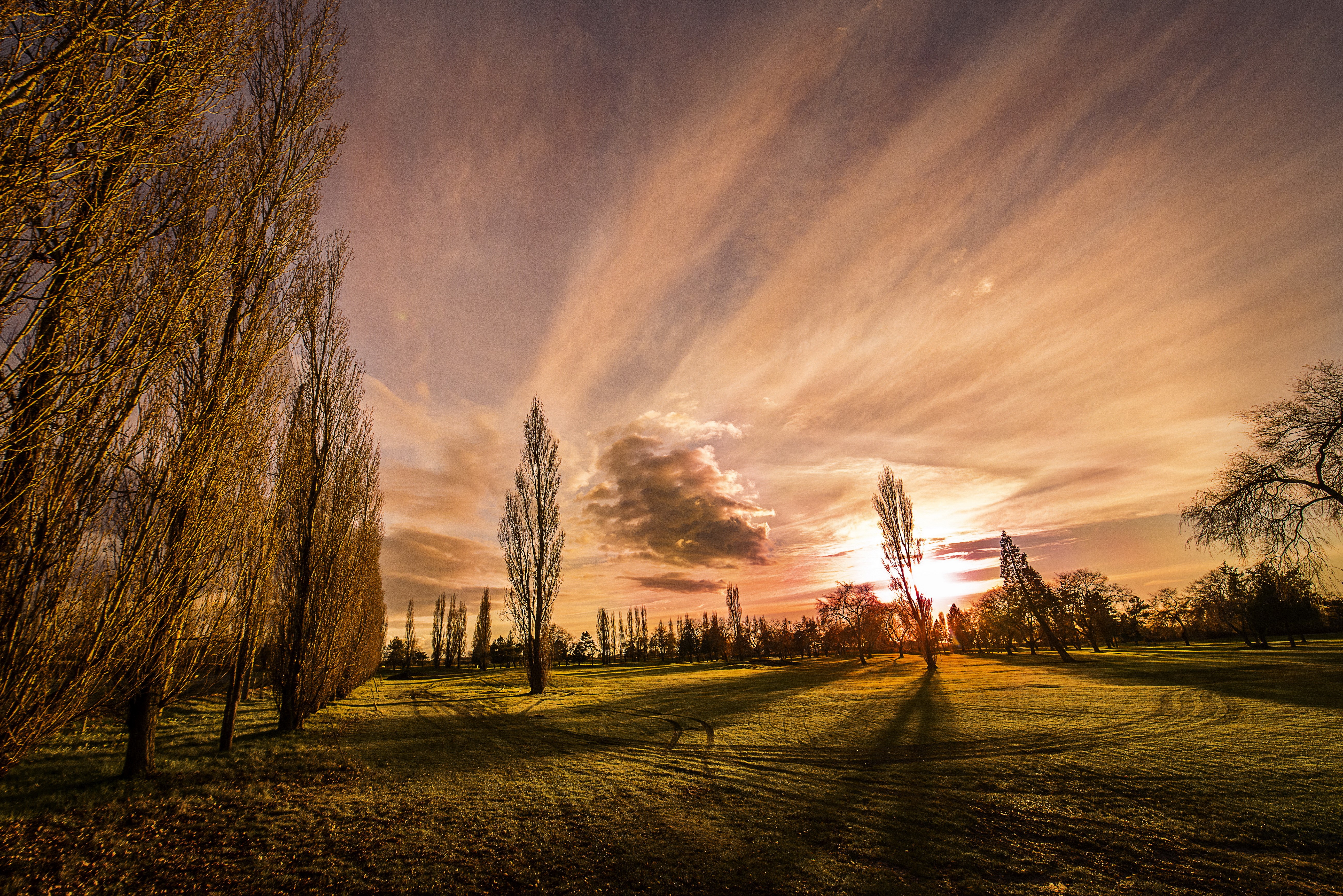 Sunset over a field with tall trees HD Wallpaper