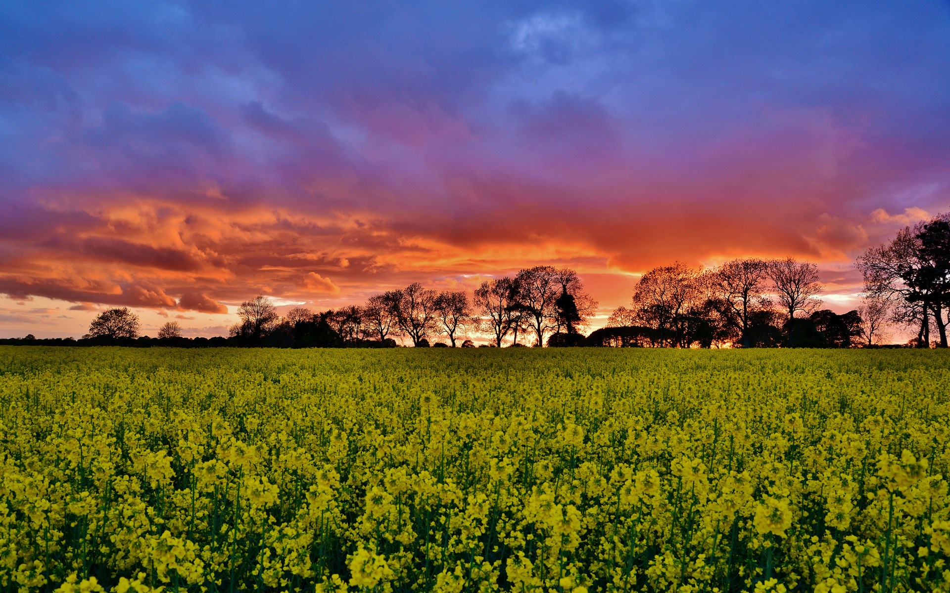 Field of yellow flowers at sunset with silhouetted trees HD Wallpaper