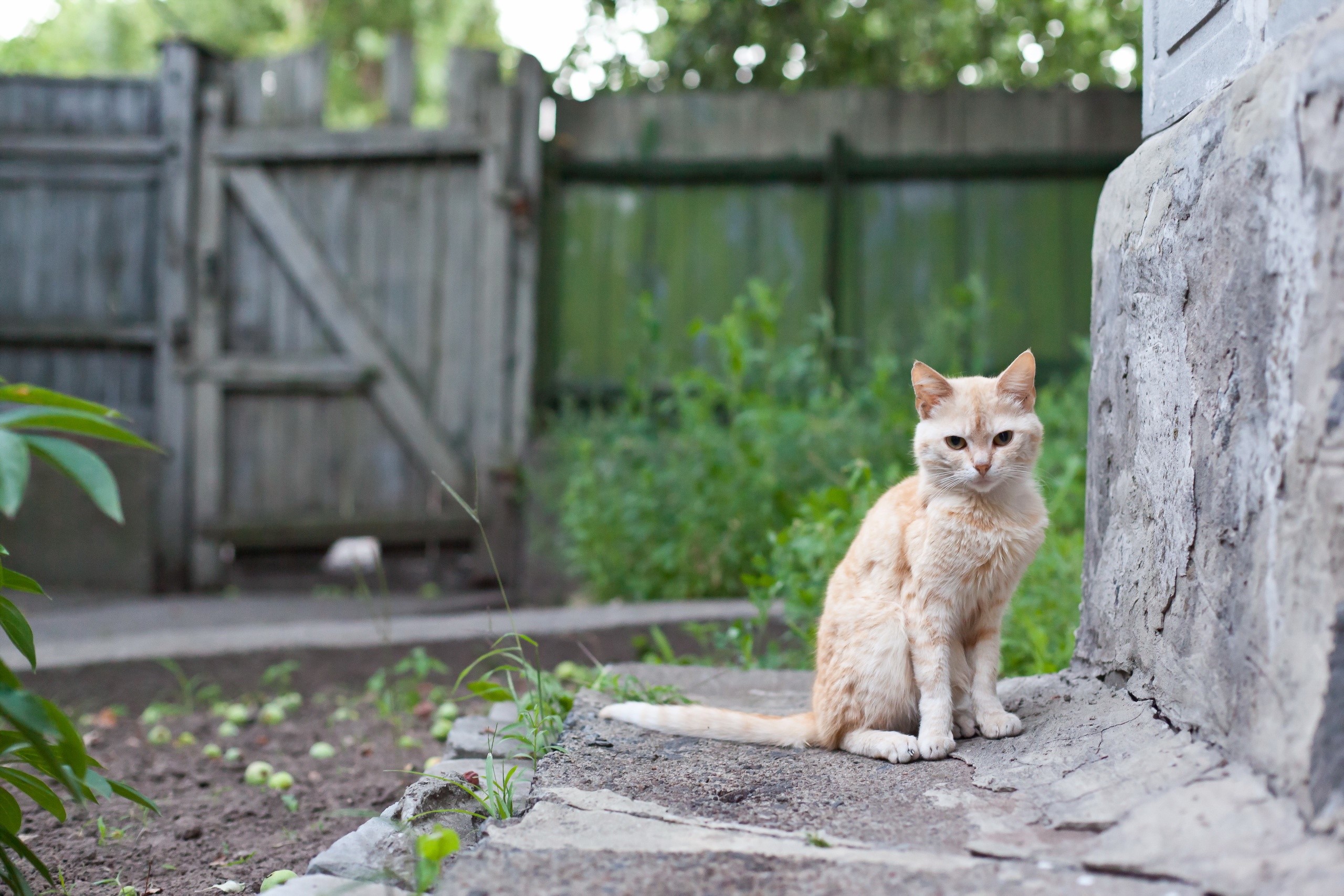 A ginger cat sits on a stone ledge HD Wallpaper