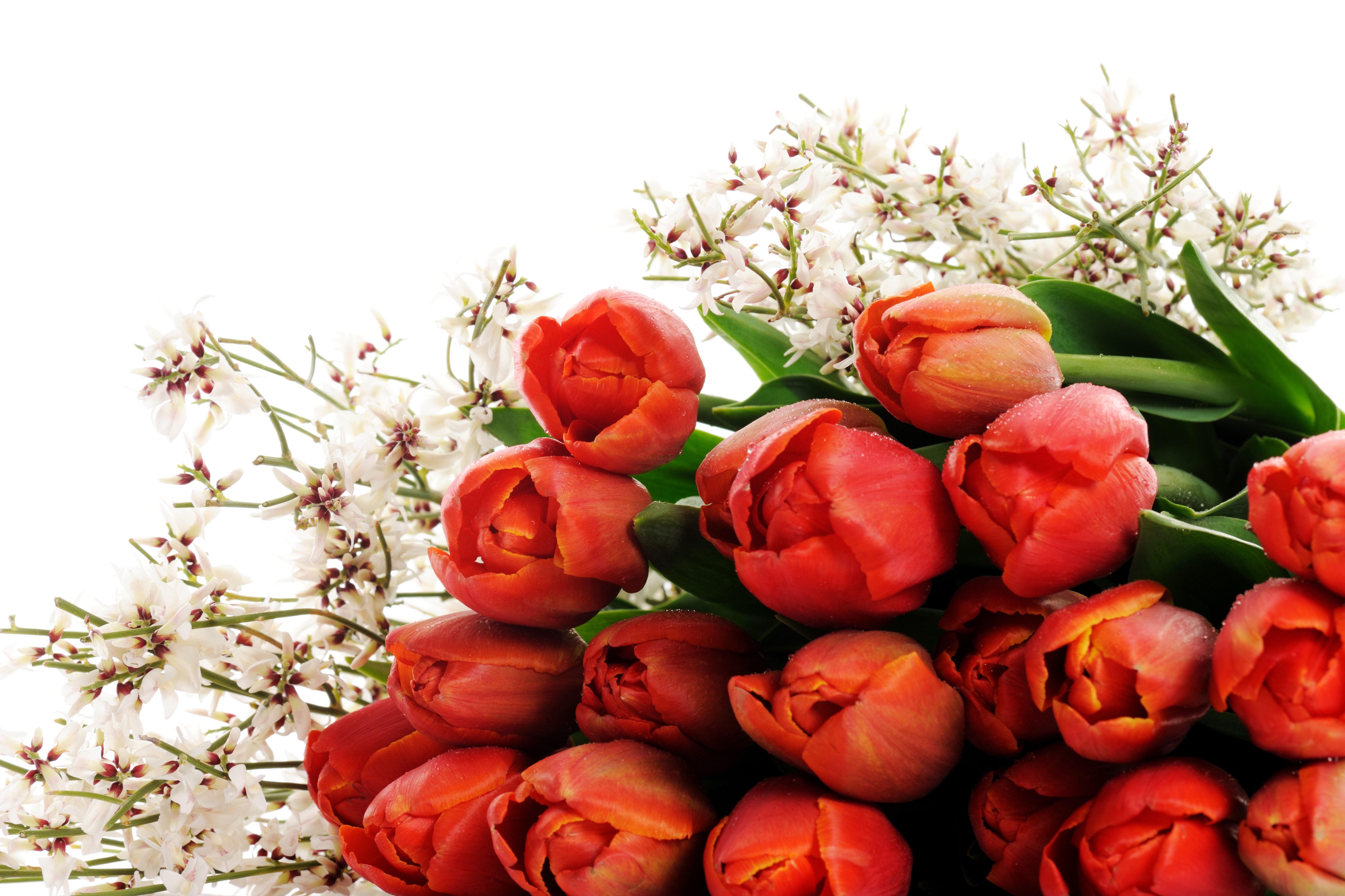 Red Tulips and White Flowers HD Wallpaper