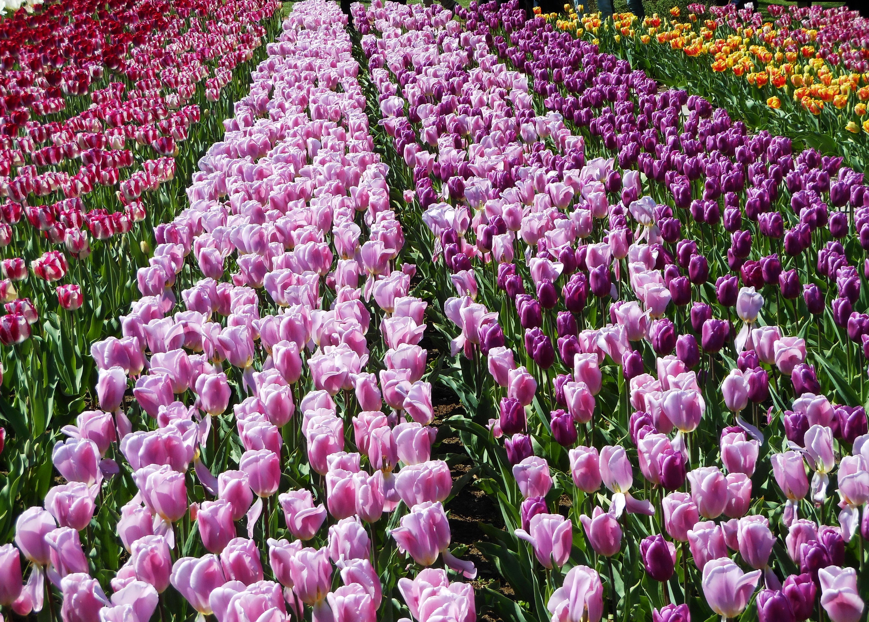 Tulips Many Fields HD Wallpaper