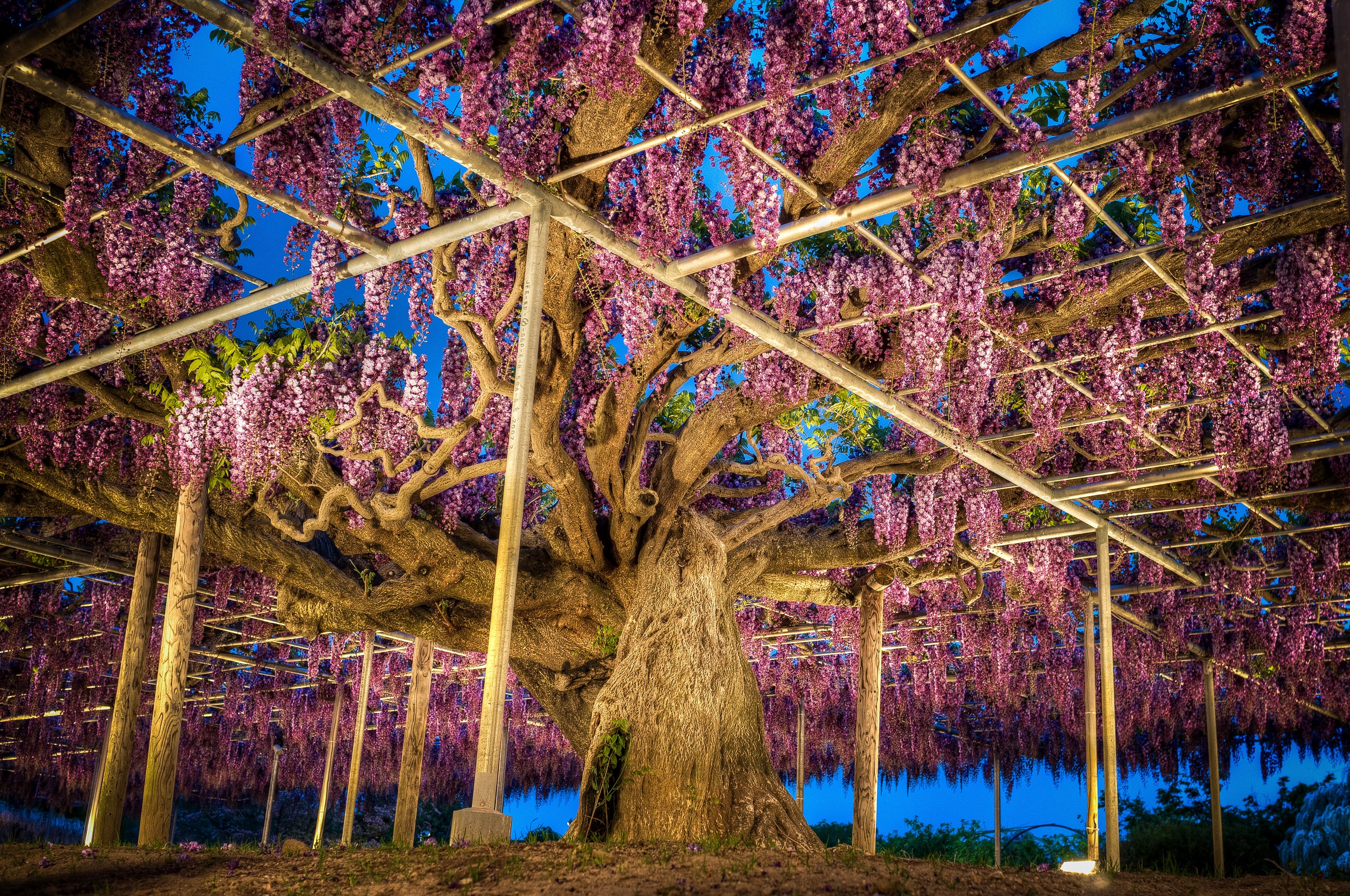 Great Wisteria Tree at Ashikaga Flower Park, Japan HD Wallpaper
