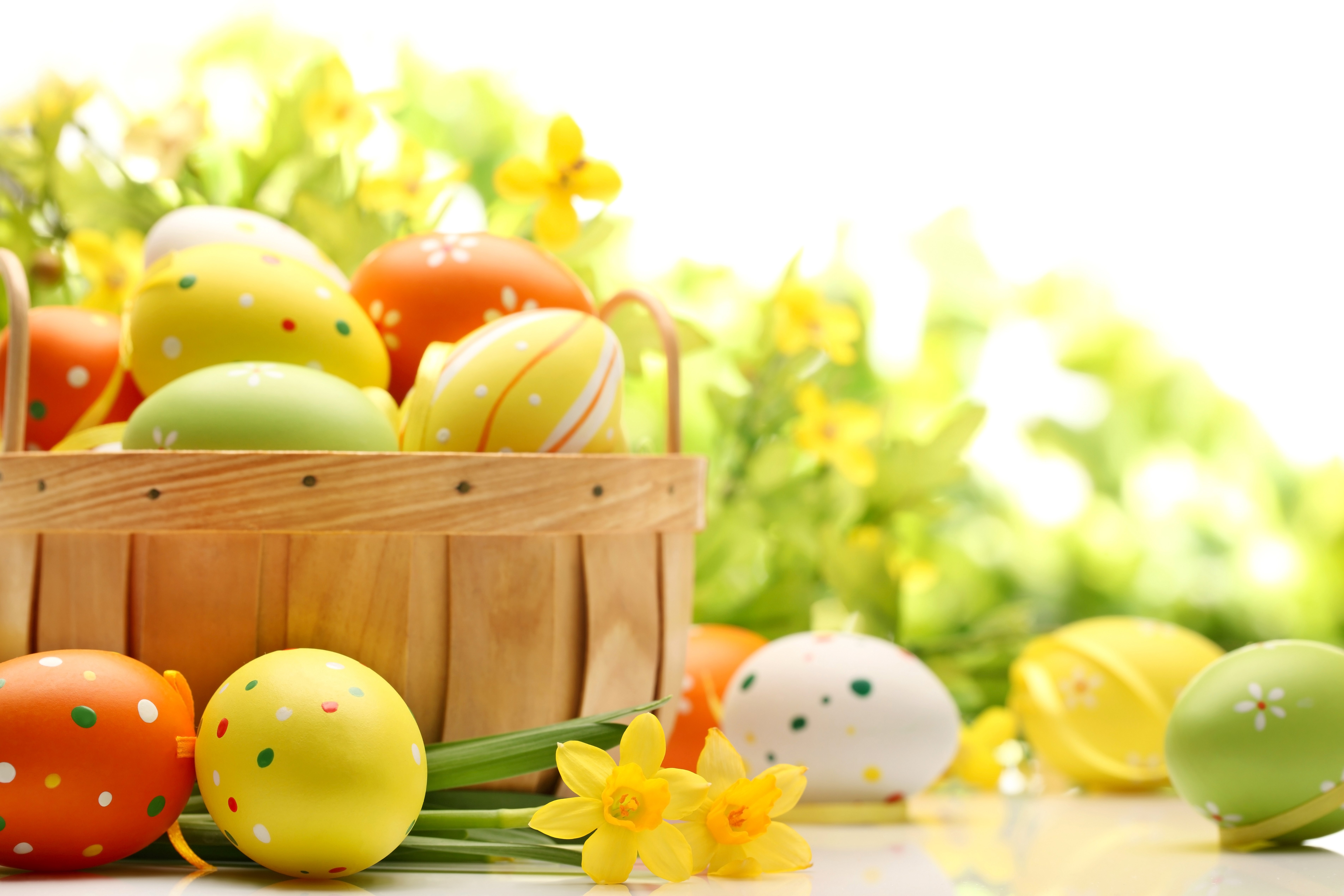 Easter eggs in a wicker basket with daffodils HD Wallpaper