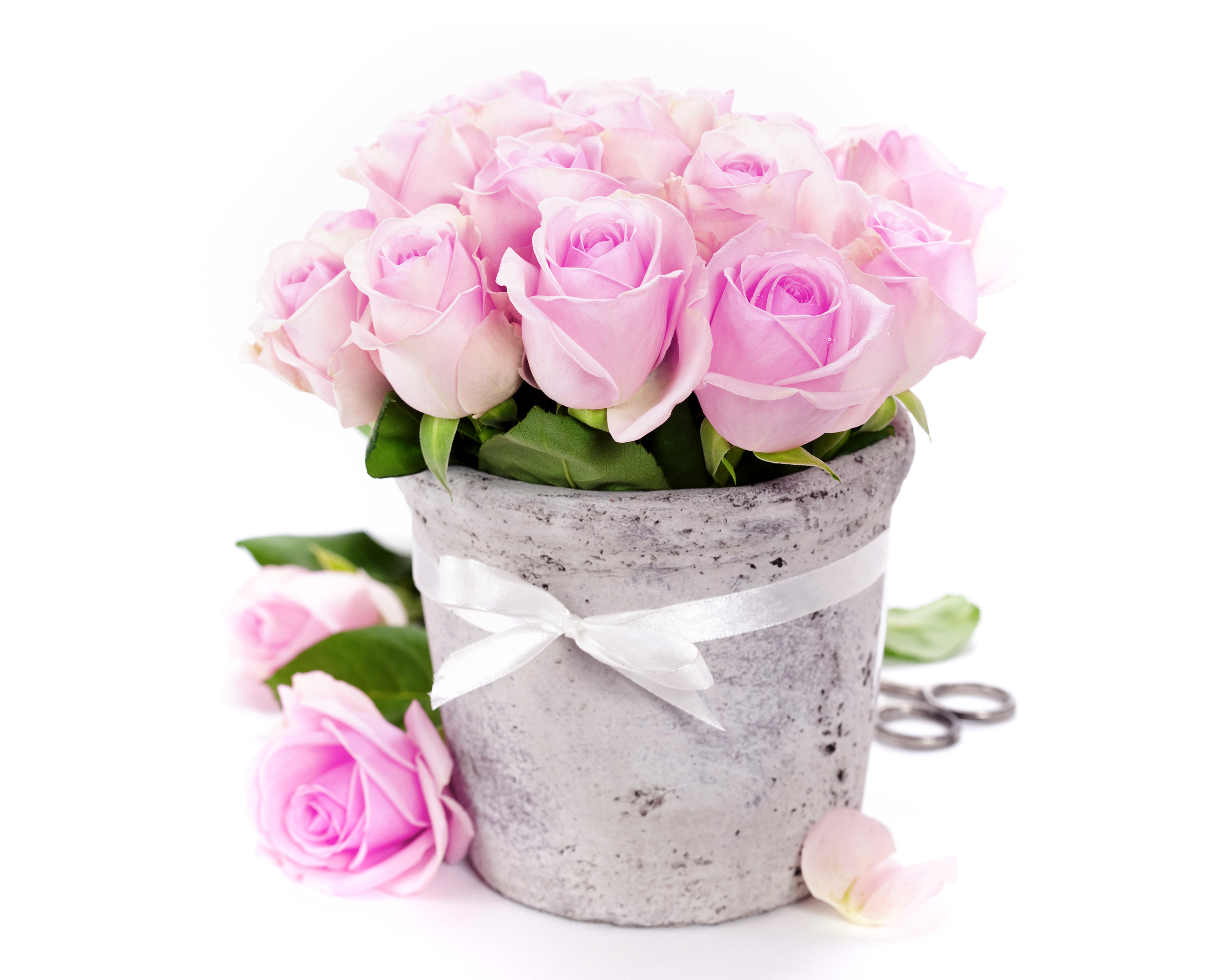 Pink Roses in a Vase with a Bow HD Wallpaper