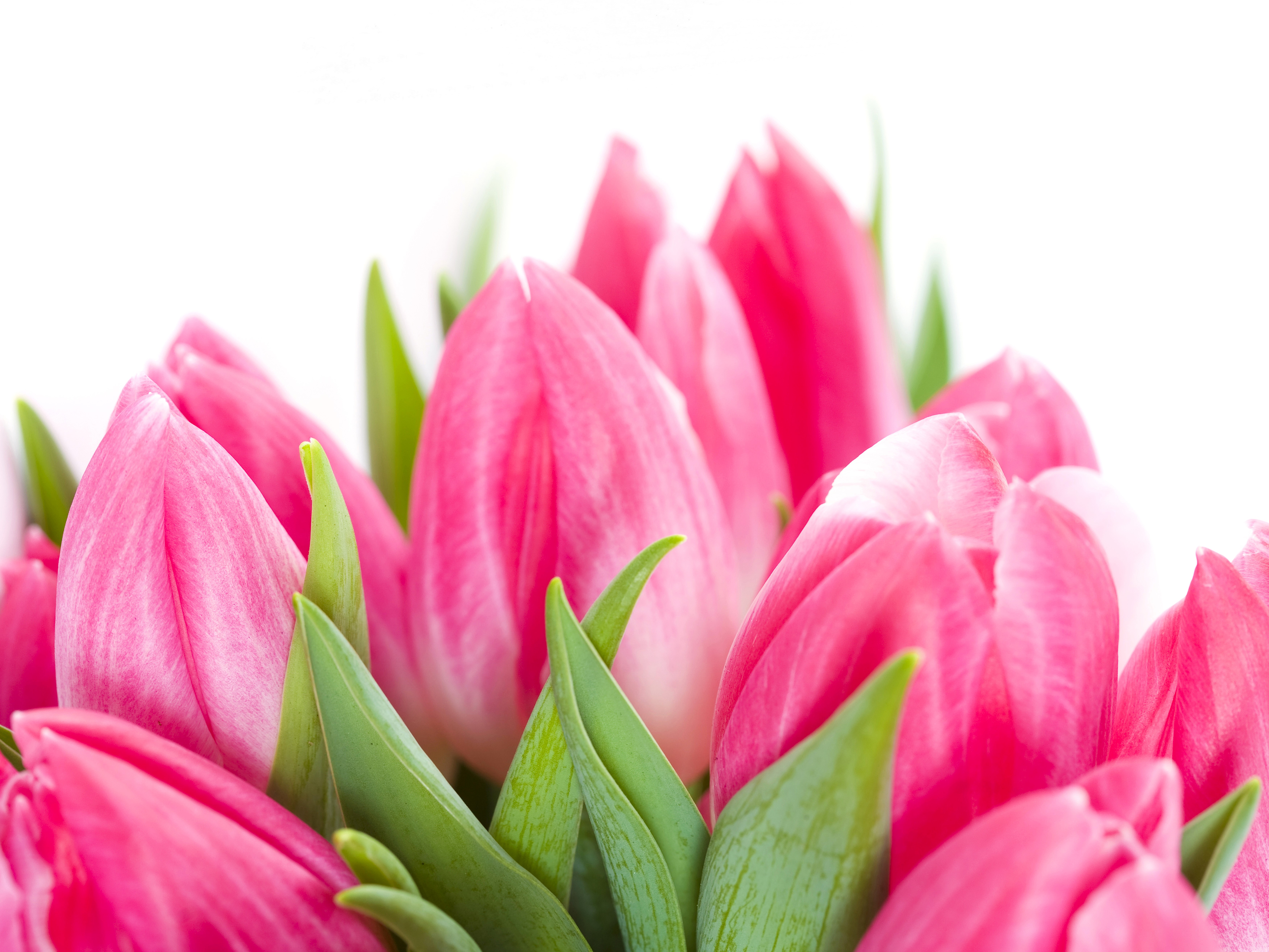 Pink Tulips Closeup HD Wallpaper