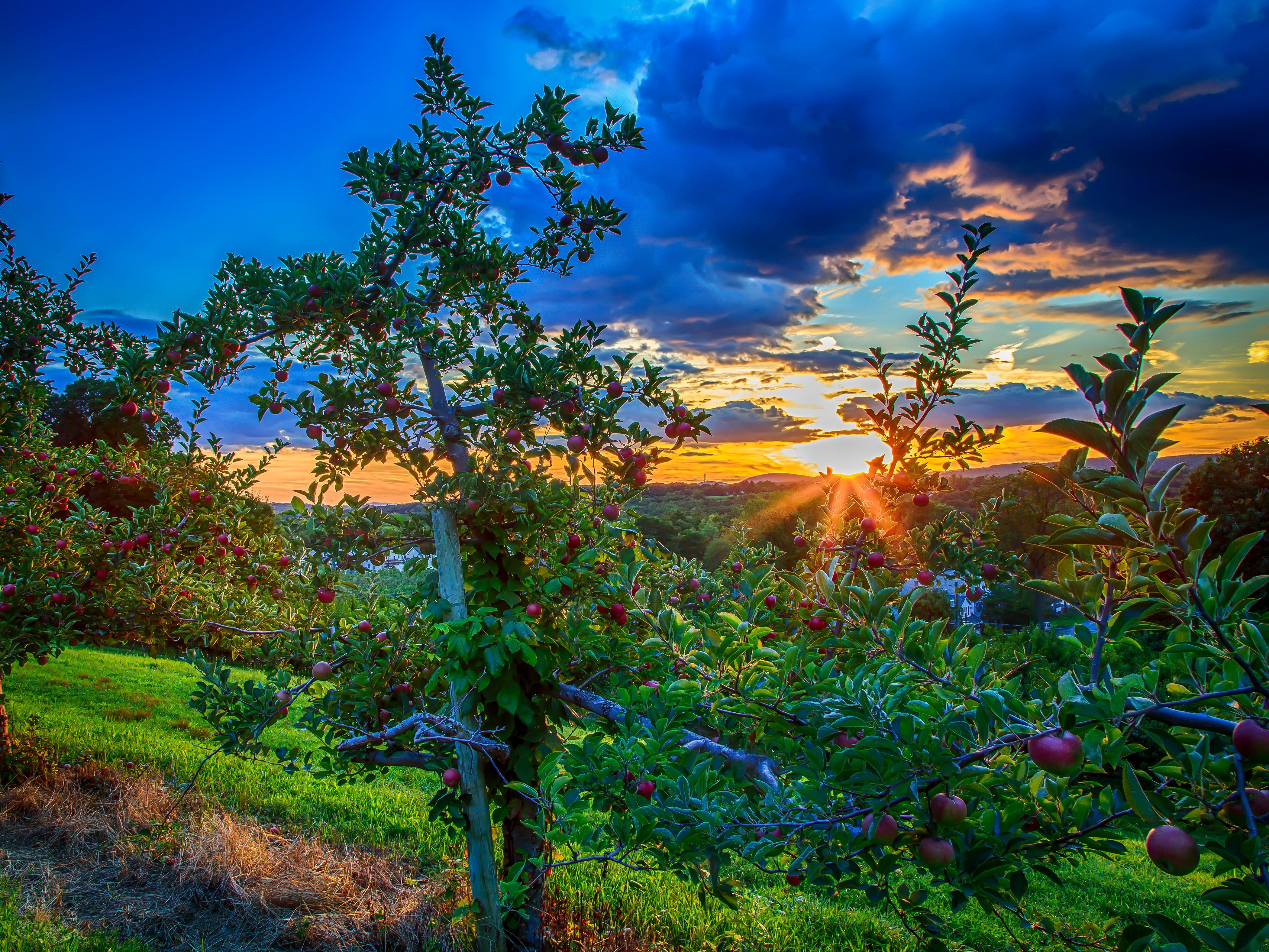 Scenery Sunrises and sunsets Sky Apples Gardens Trees HD Wallpaper