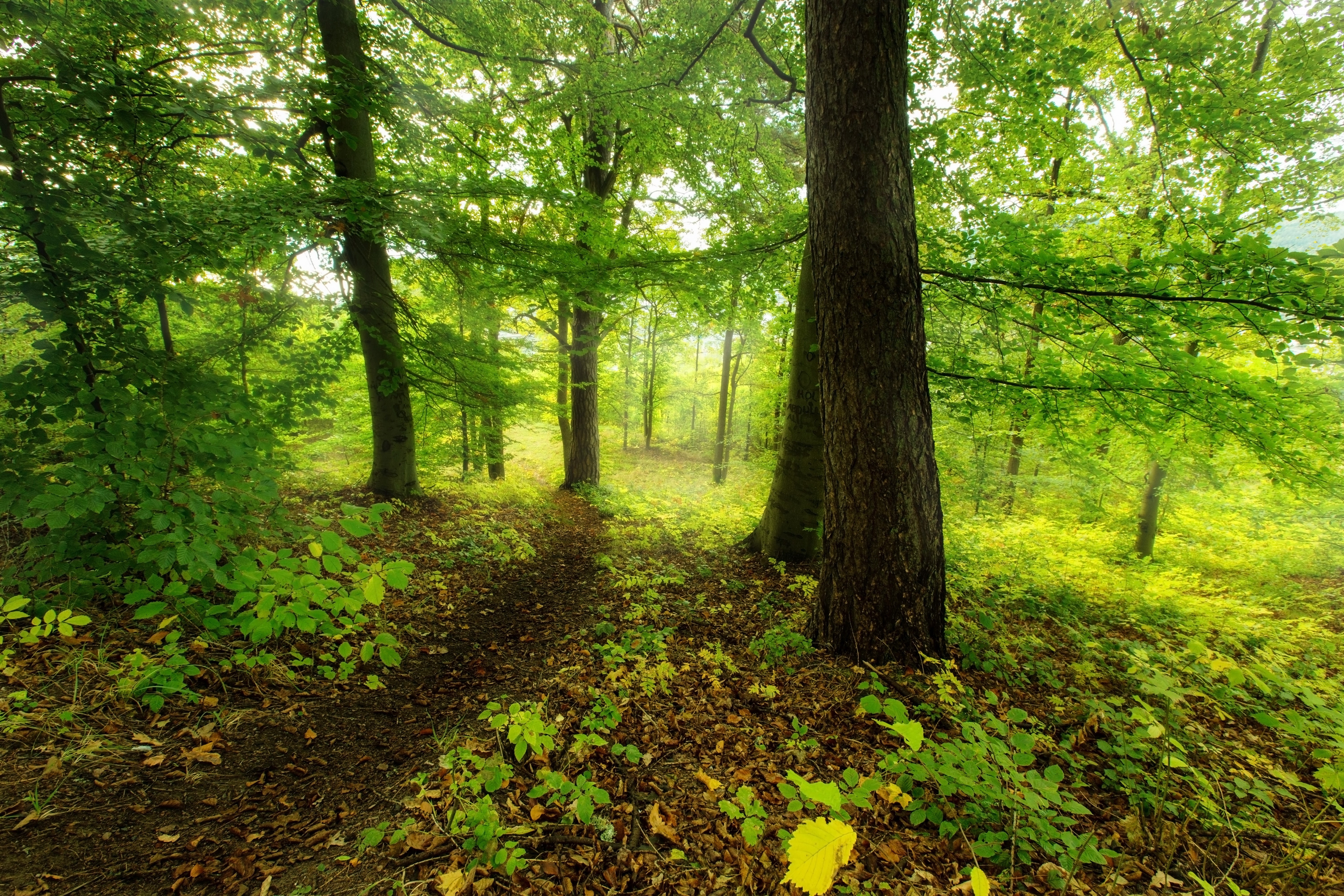 Forests and Trees HD Wallpaper