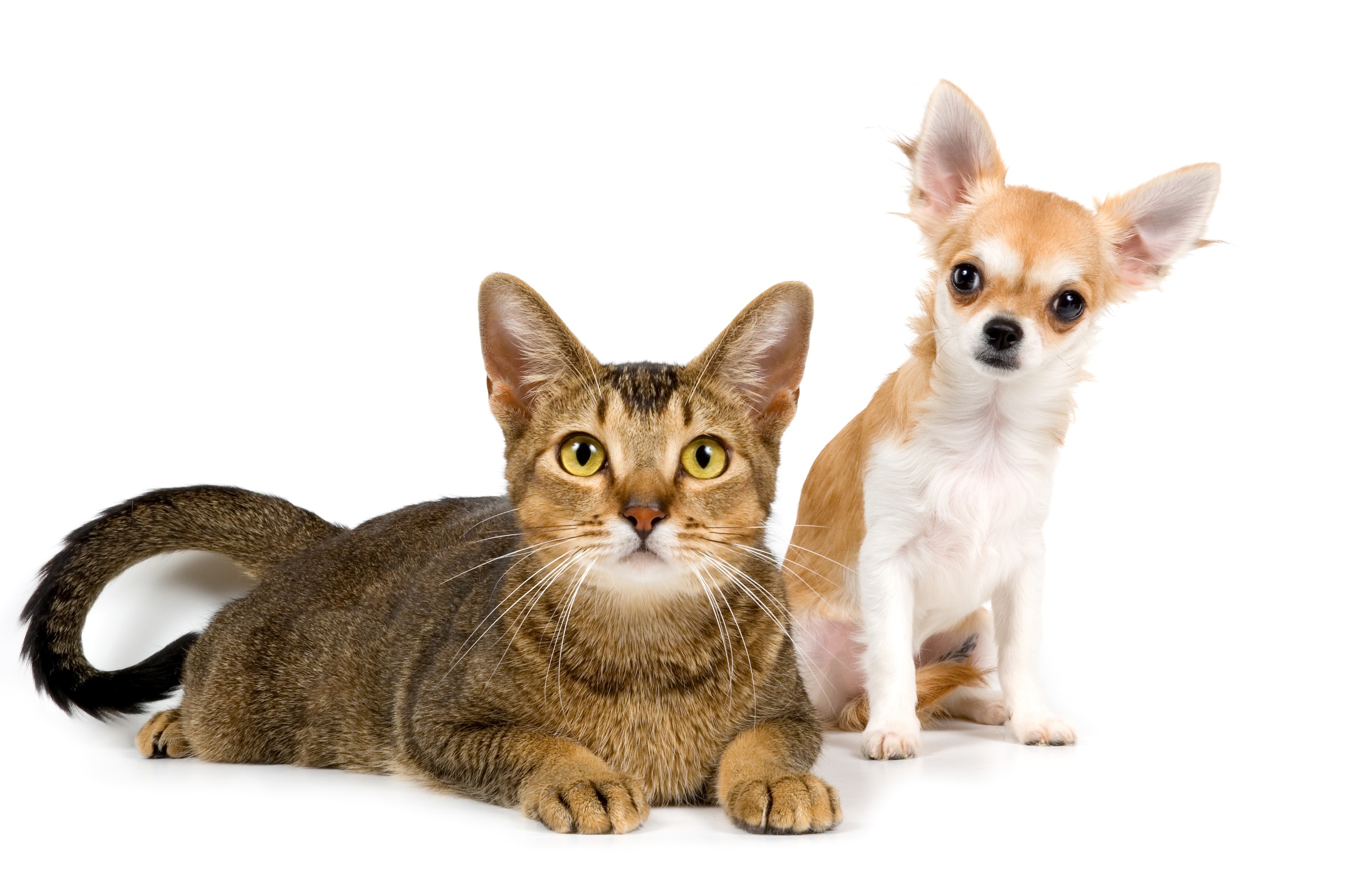 Abyssinian Cat and Chihuahua Dog on White Background HD Wallpaper
