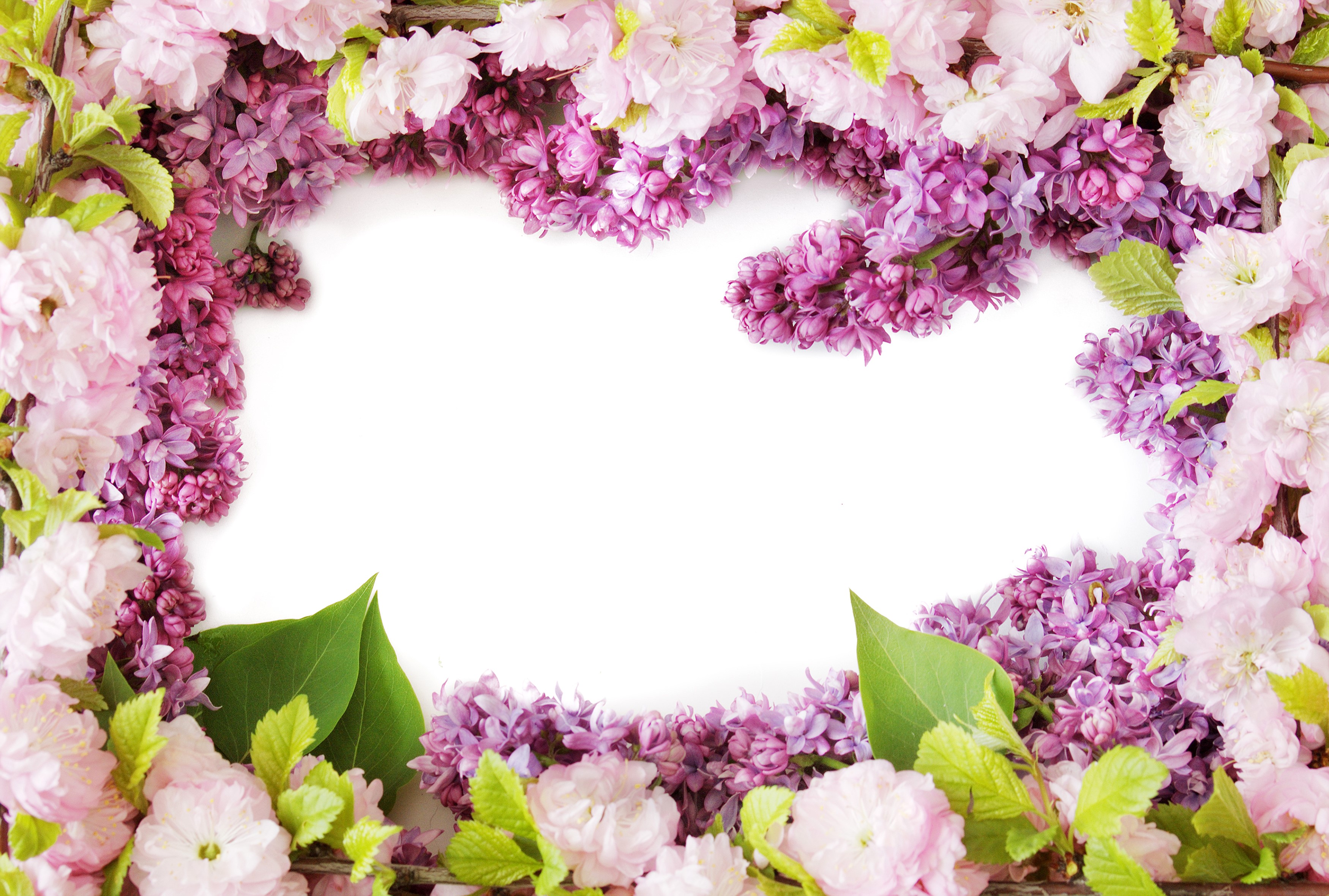 Pink and purple flowers framing a white space HD Wallpaper
