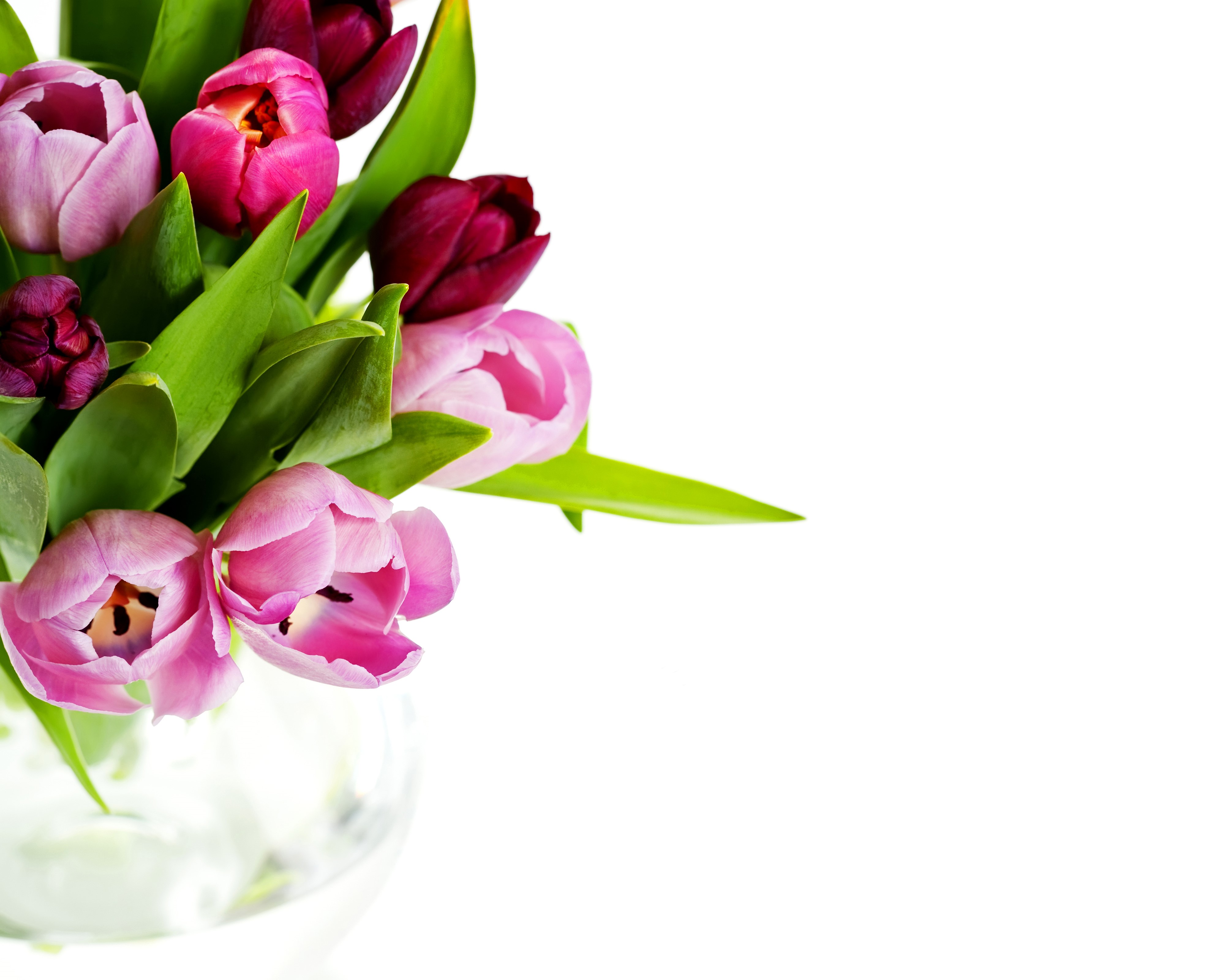 4K Tulips Closeup HD Wallpaper