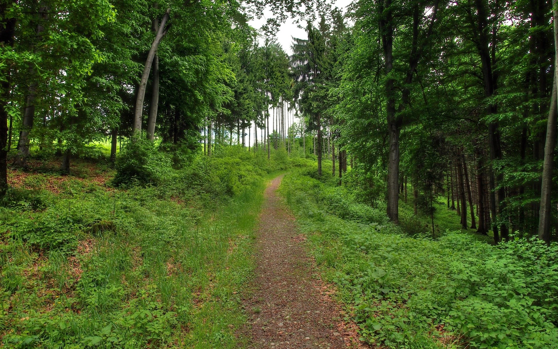 A dirt path winds through a dense green forest. HD Wallpaper