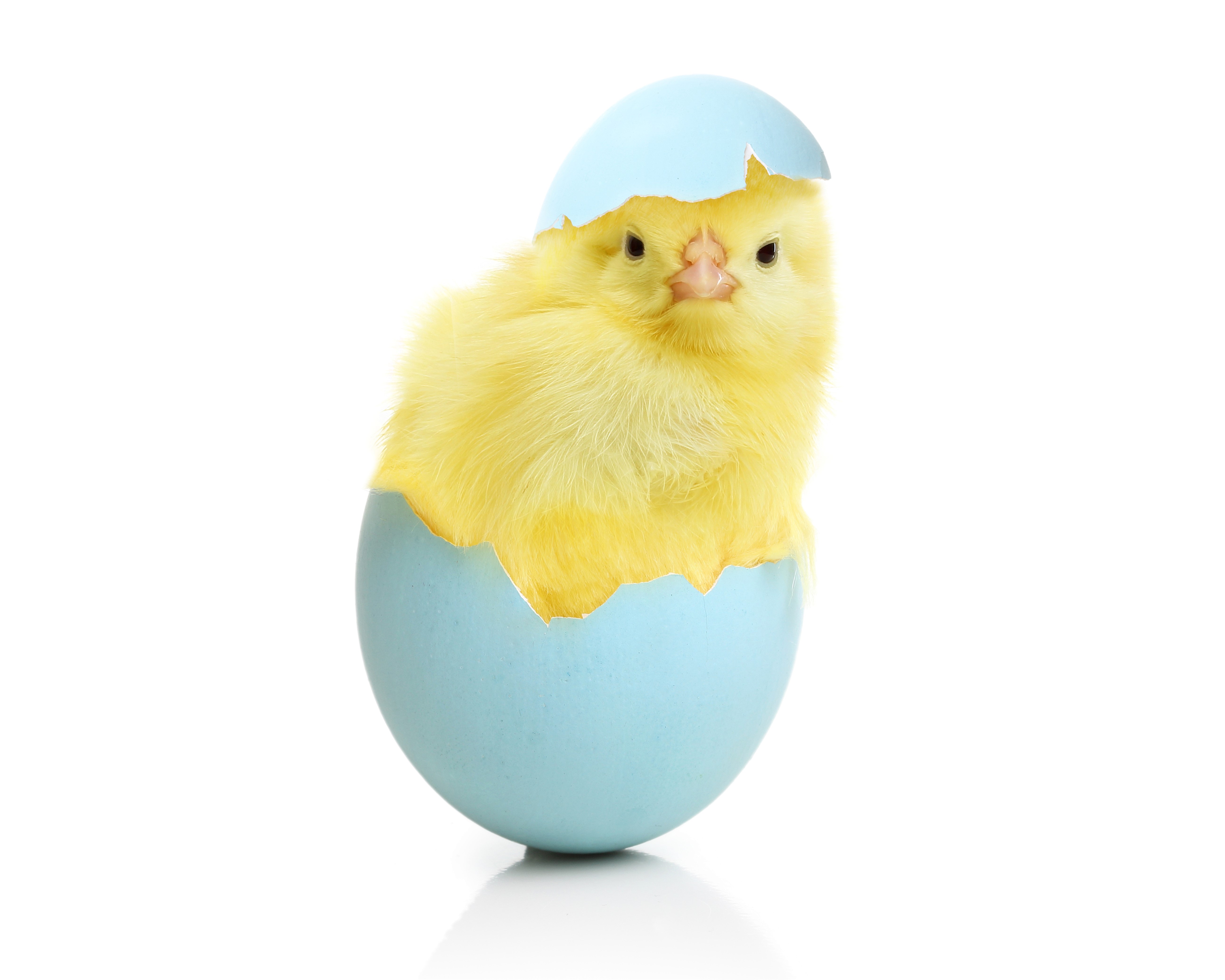 Yellow chick hatching from a blue egg HD Wallpaper