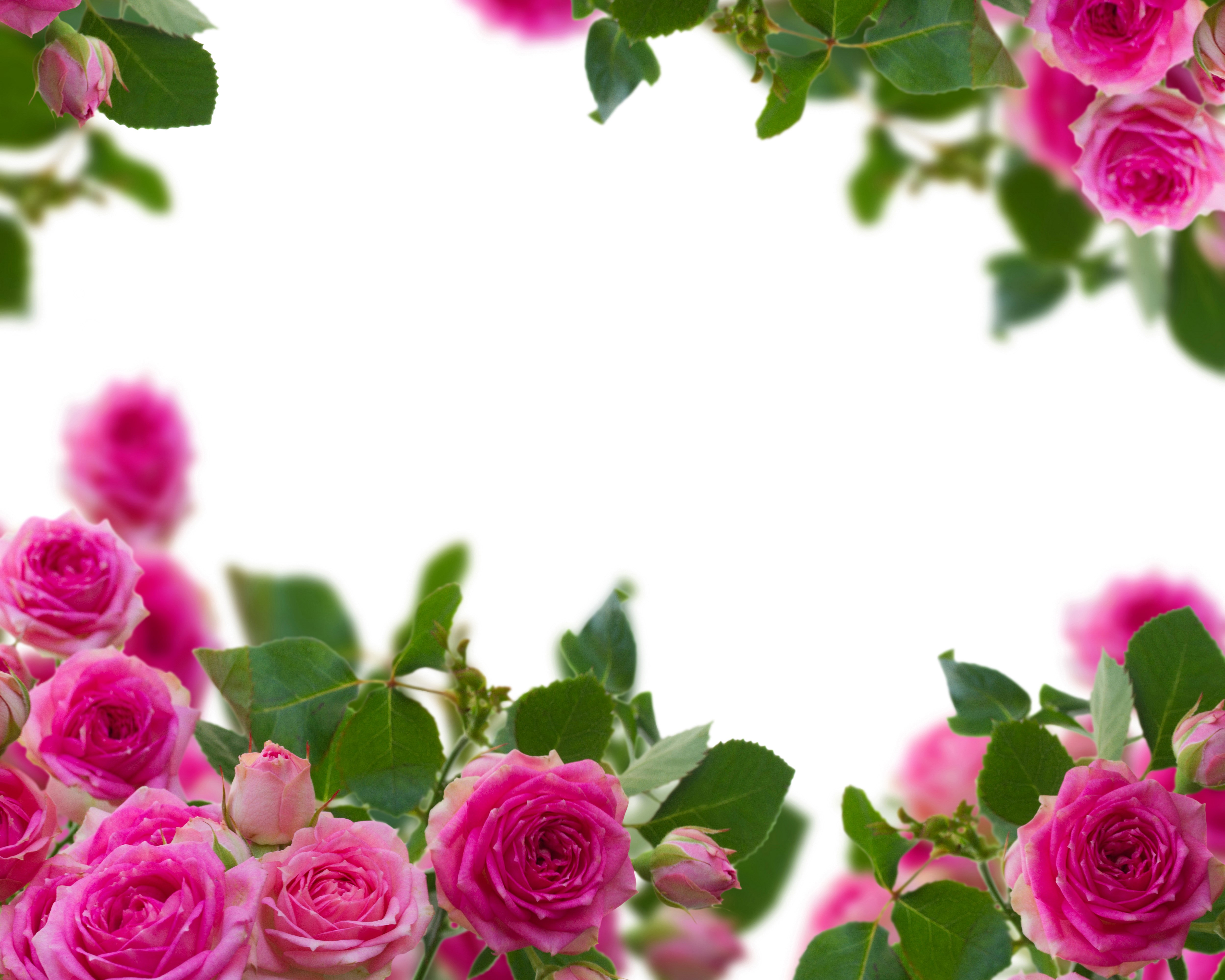 Pink Roses Border HD Wallpaper