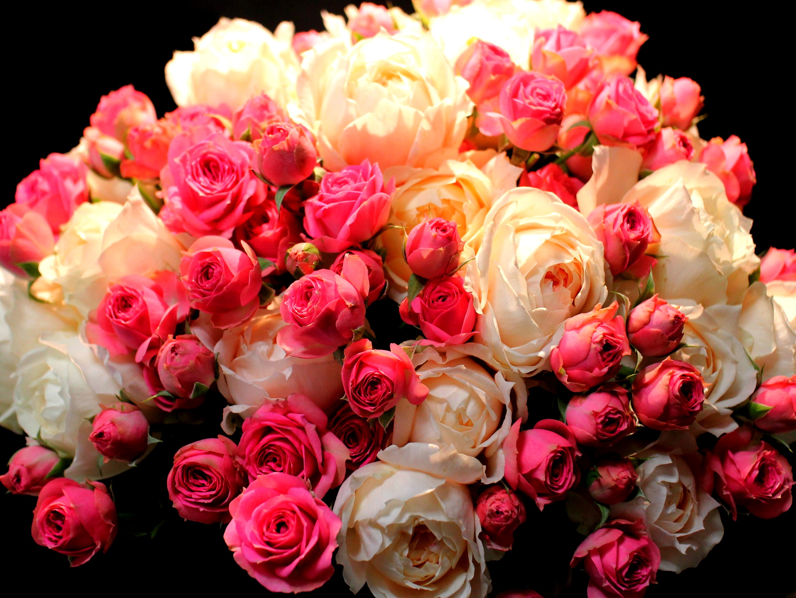 Bouquet of pink and cream roses HD Wallpaper