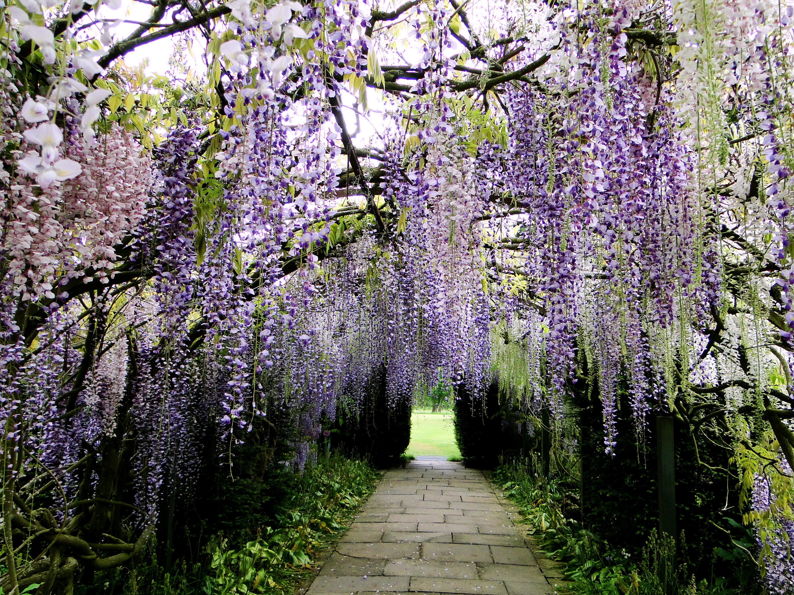 Wisteria flowers at Kawachi Fuji Garden, Japan HD Wallpaper