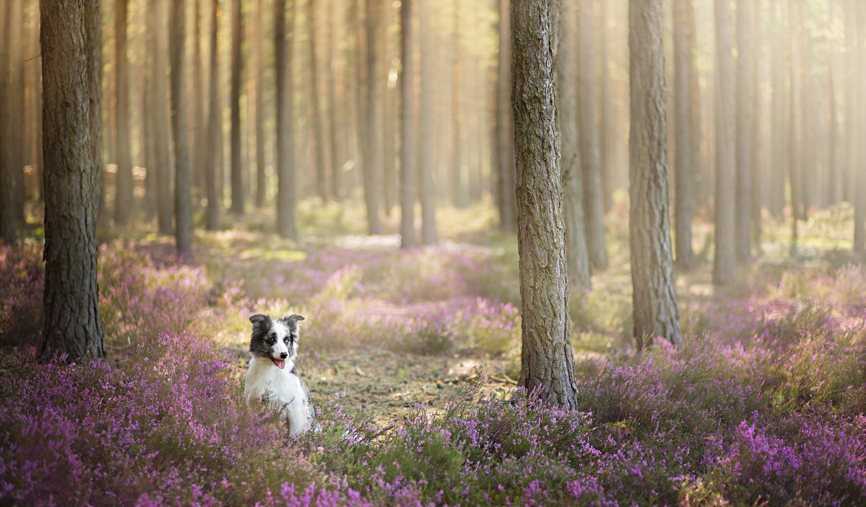 Border Collie dog sitting in a forest with heather HD Wallpaper