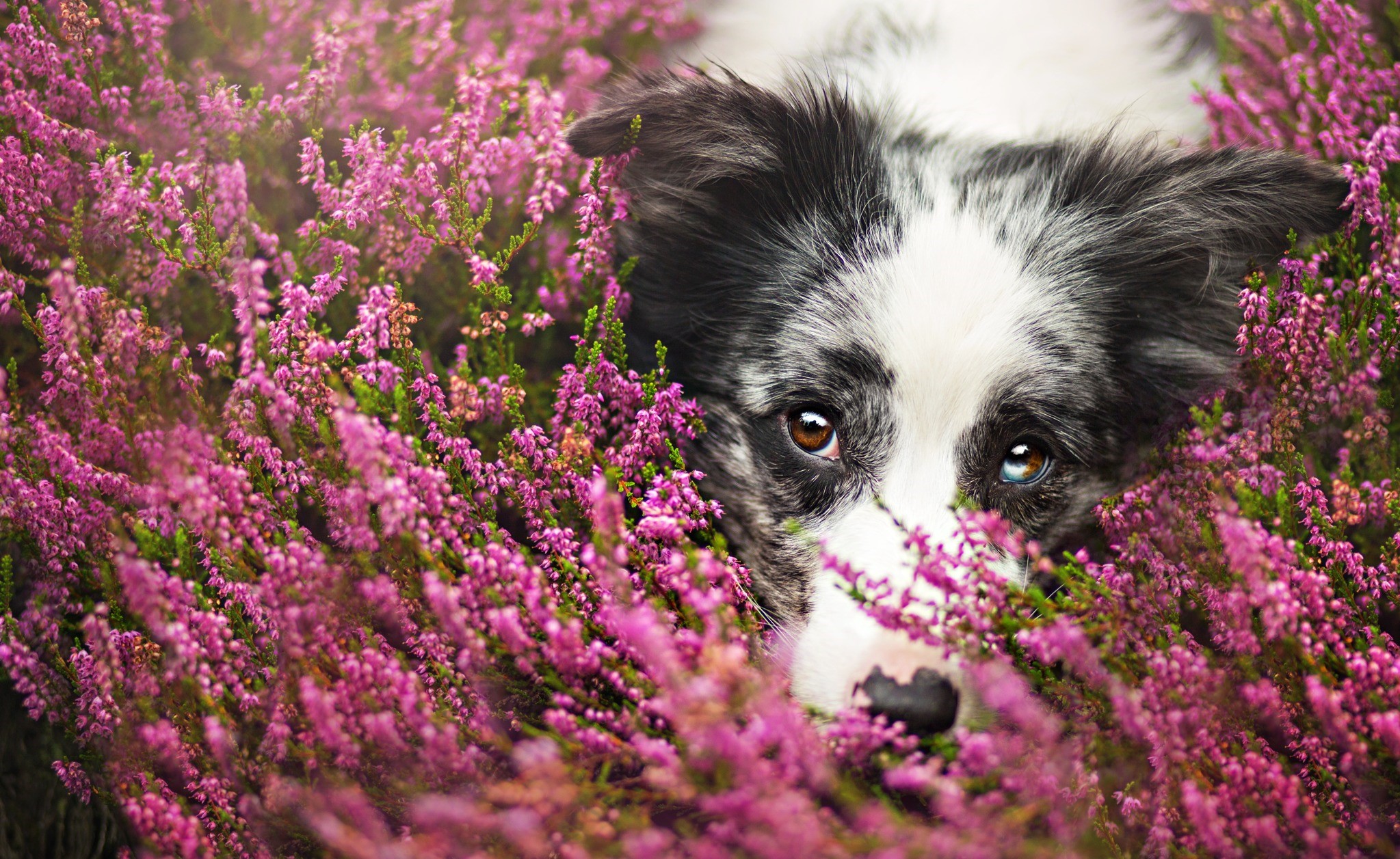 Border Collie Among Purple Flowers HD Wallpaper