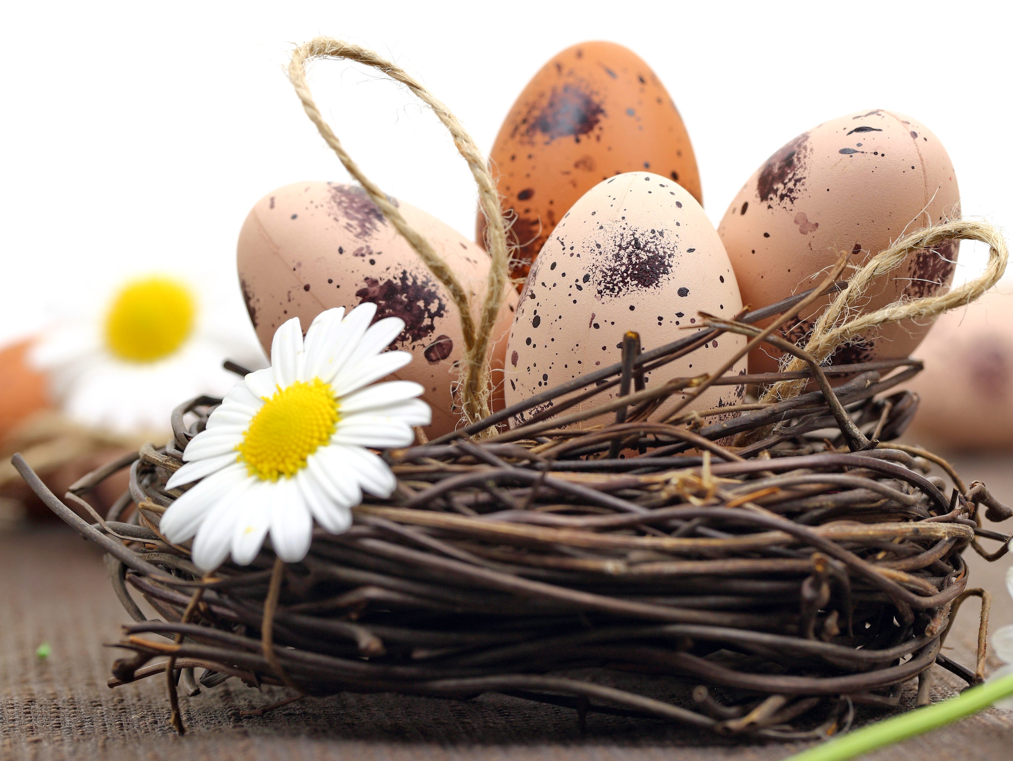 Easter eggs in a nest with daisies HD Wallpaper