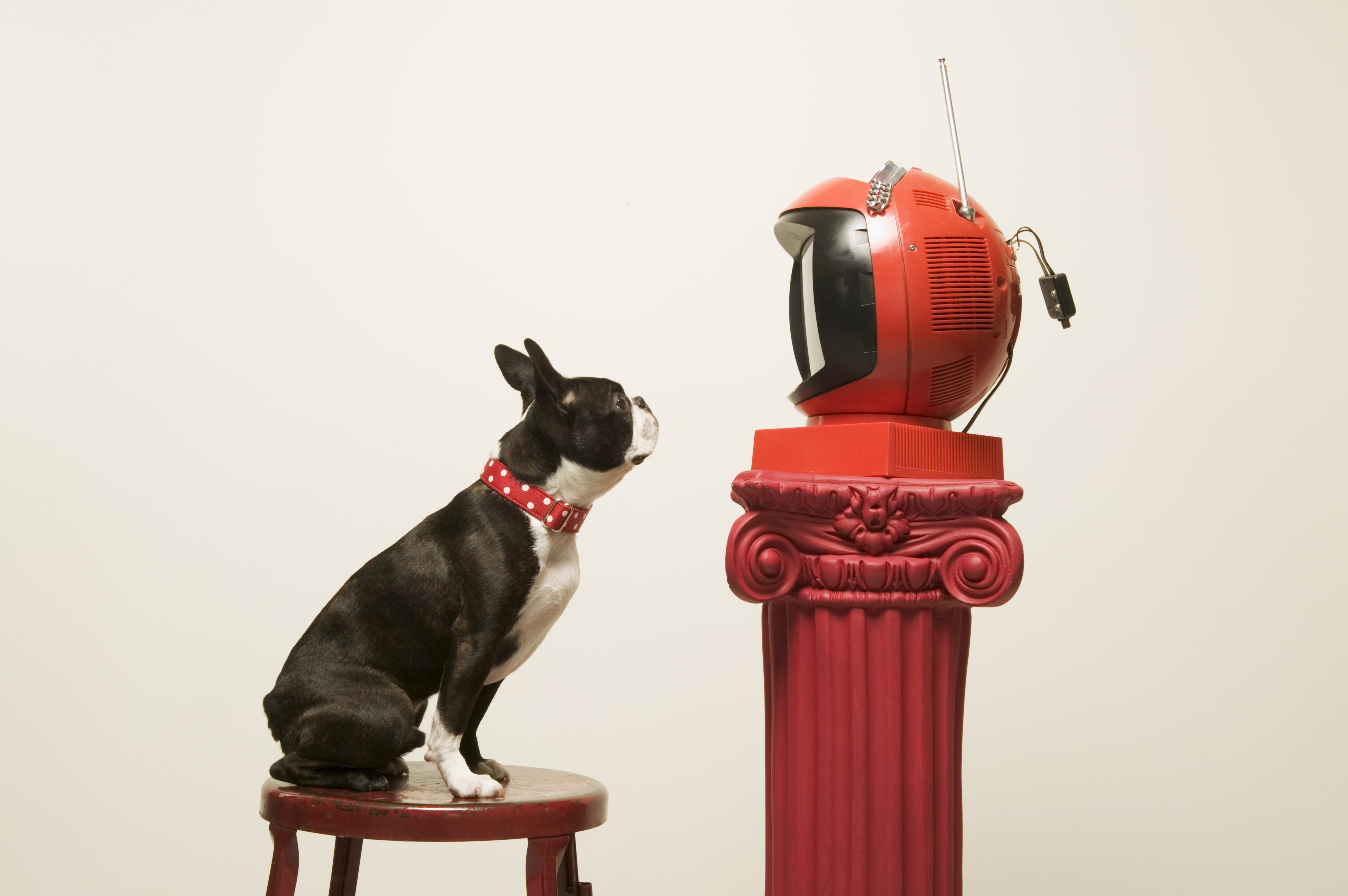 Boston Terrier watching a vintage TV HD Wallpaper