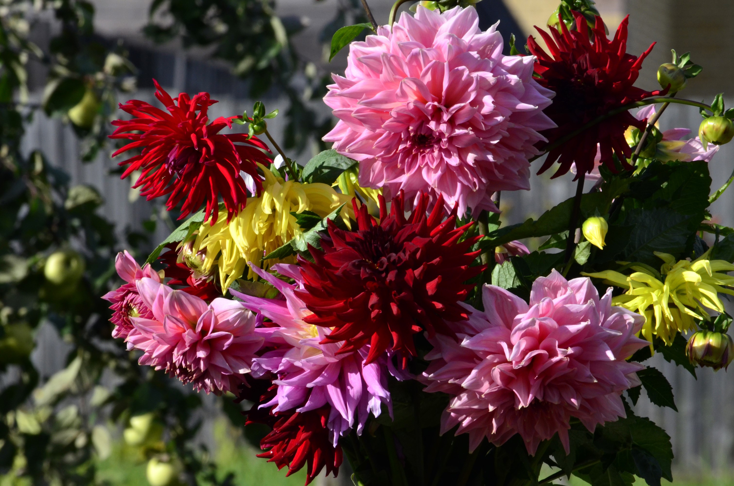 Bouquet of colorful Dahlias in a garden HD Wallpaper
