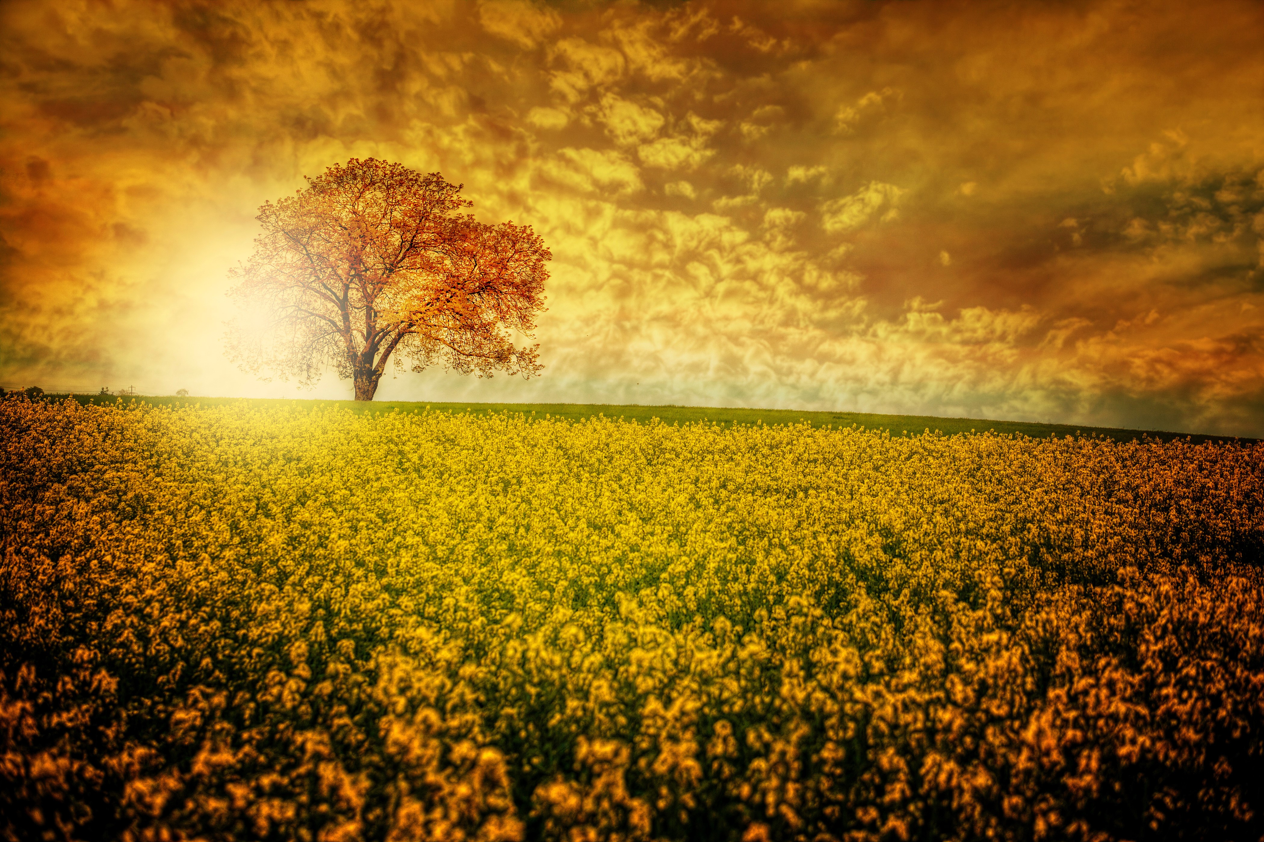 Tree in a field of yellow flowers at sunset HD Wallpaper