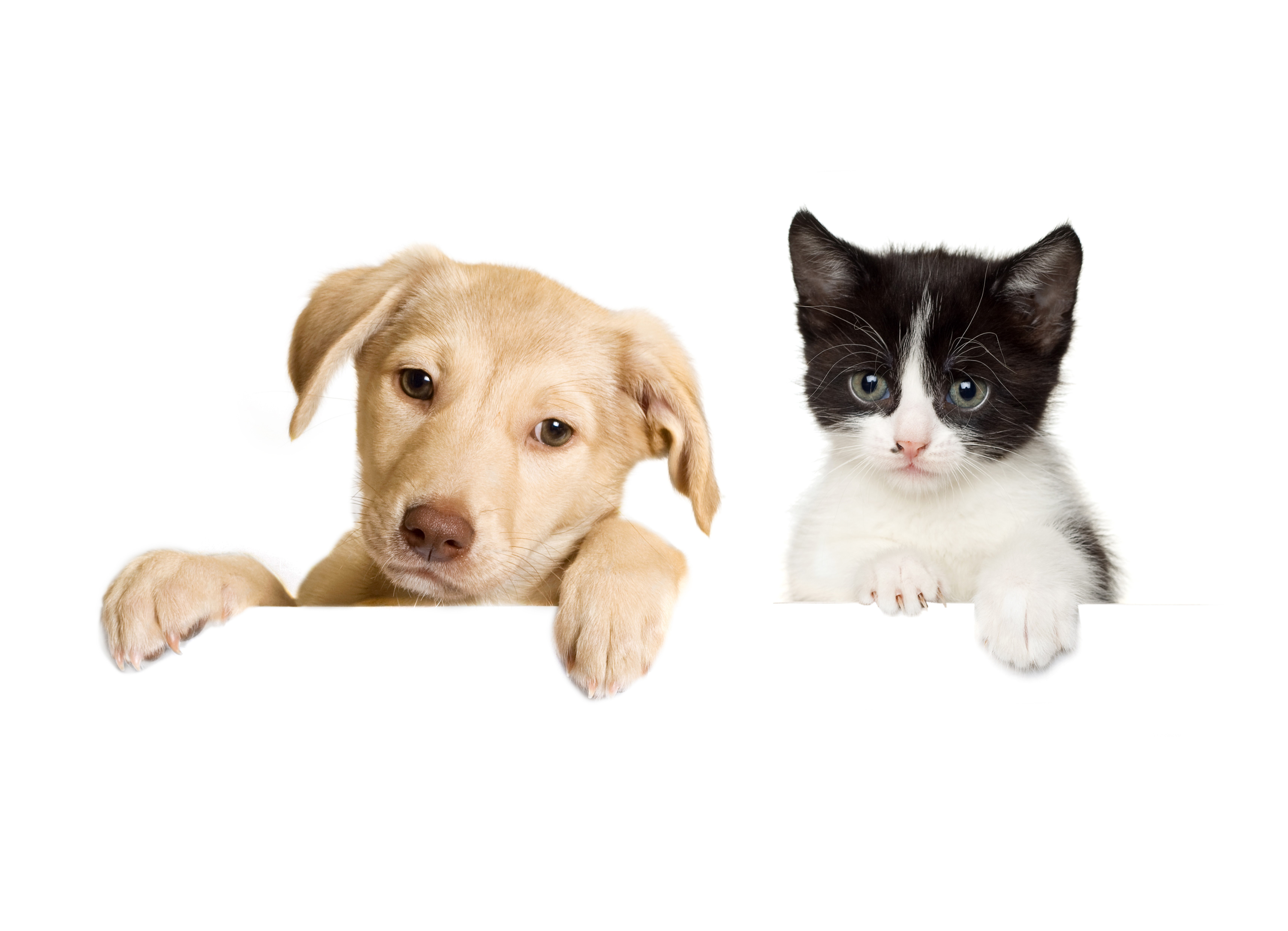 Puppy and Kitten peeking over a white surface HD Wallpaper