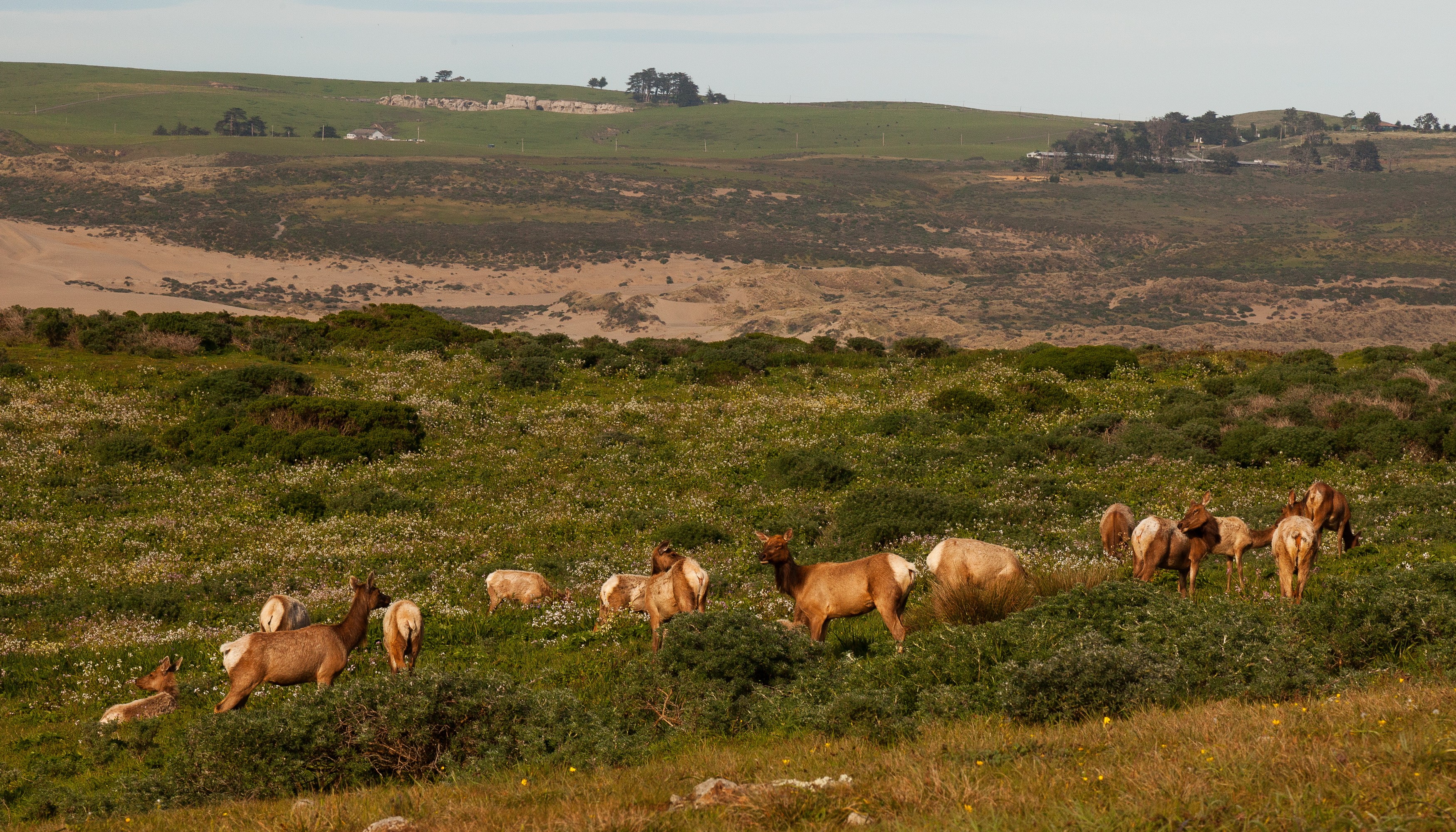 Herd of elk grazing in a grassy field in California HD Wallpaper