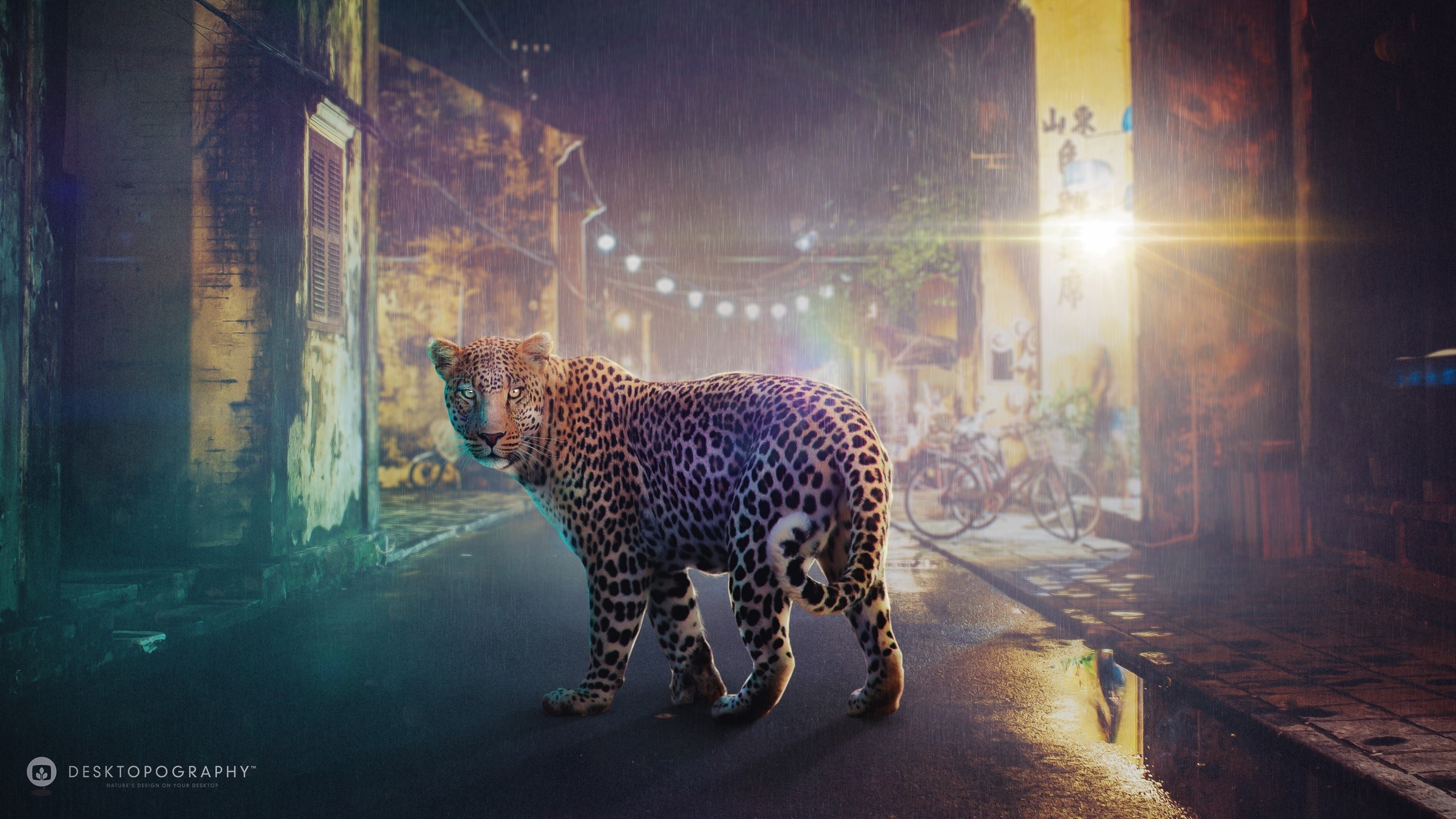Leopard walking on a wet street at night HD Wallpaper