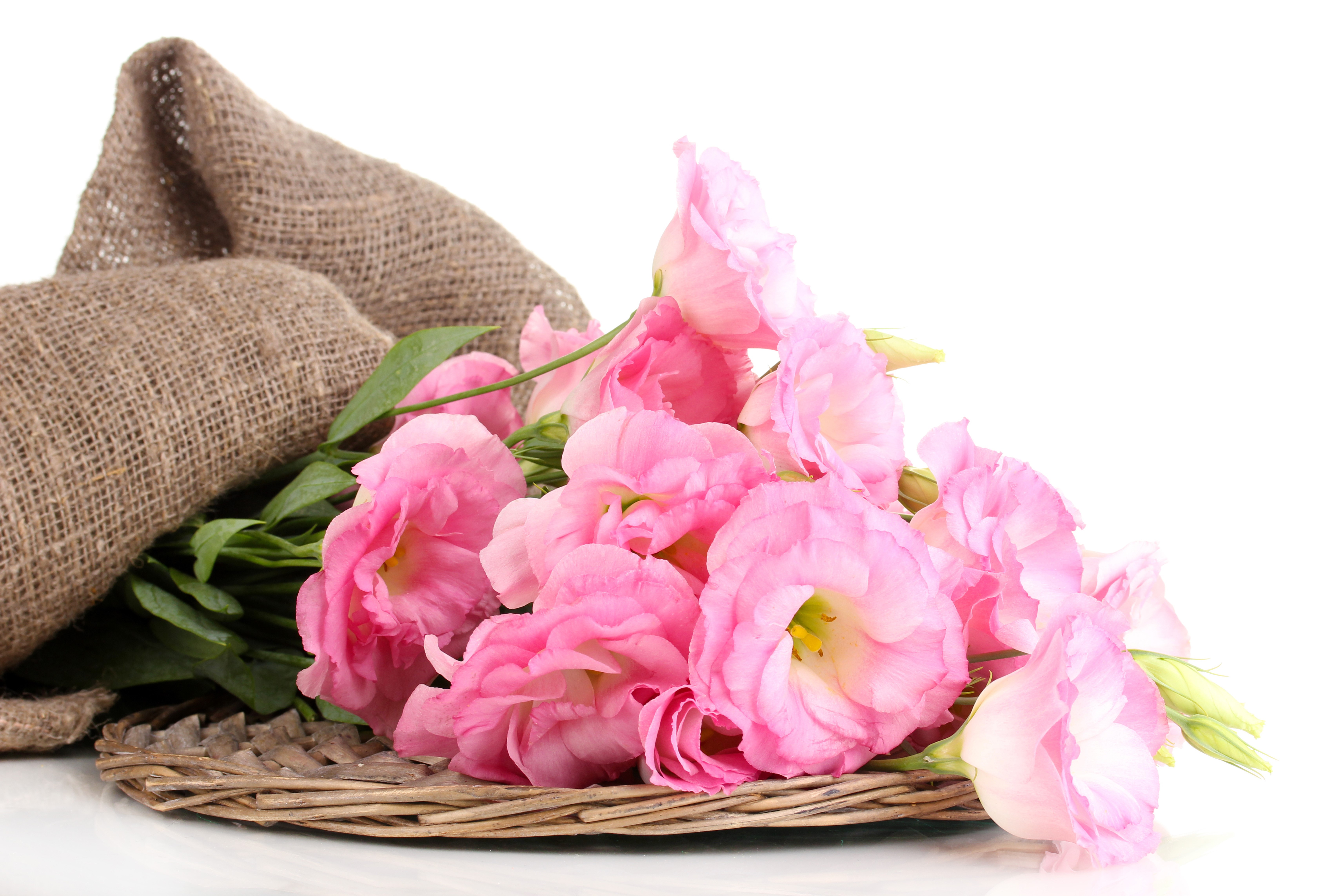 Pink Eustoma flowers in a burlap sack HD Wallpaper