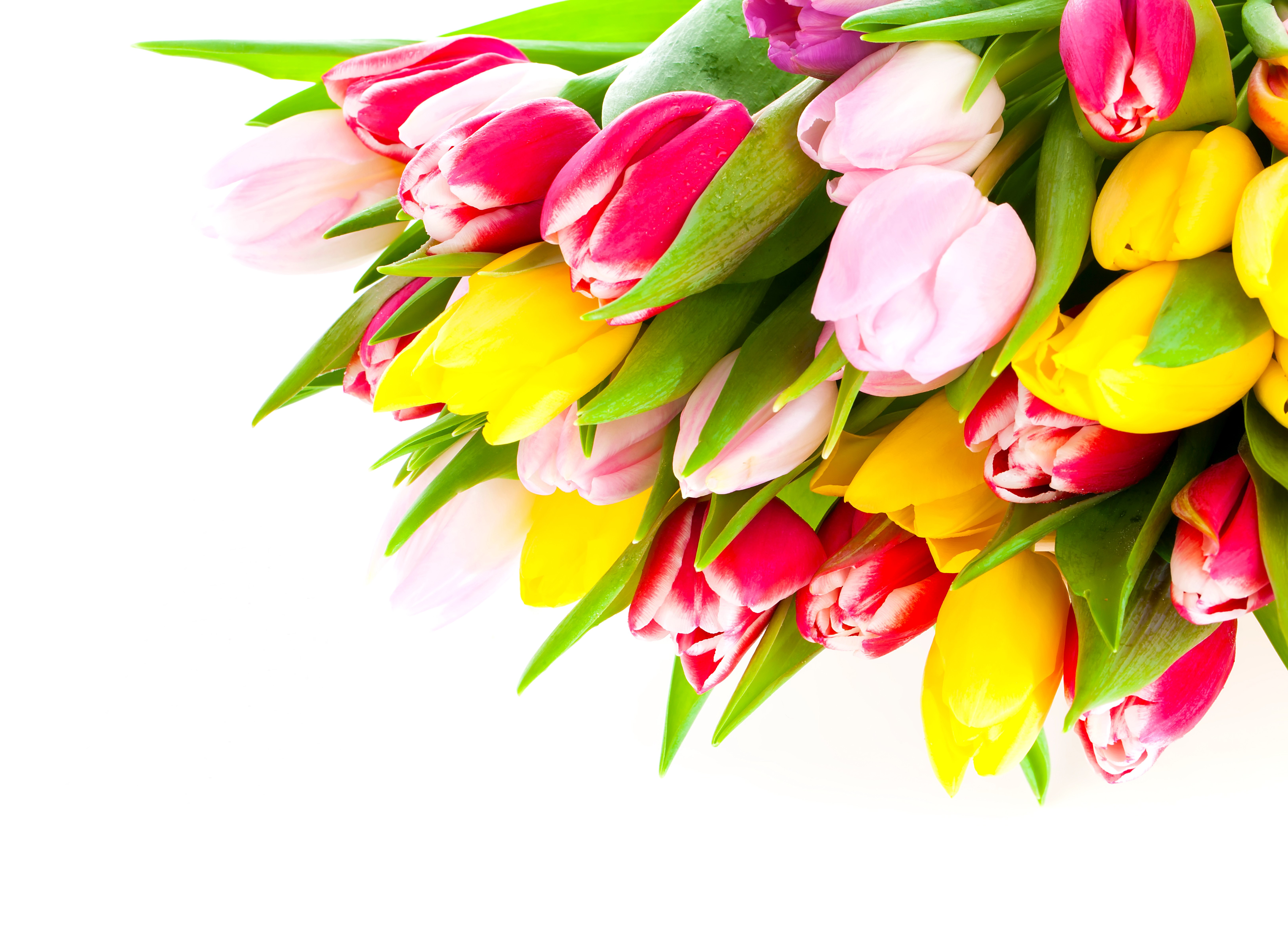 Many Tulips HD Wallpaper