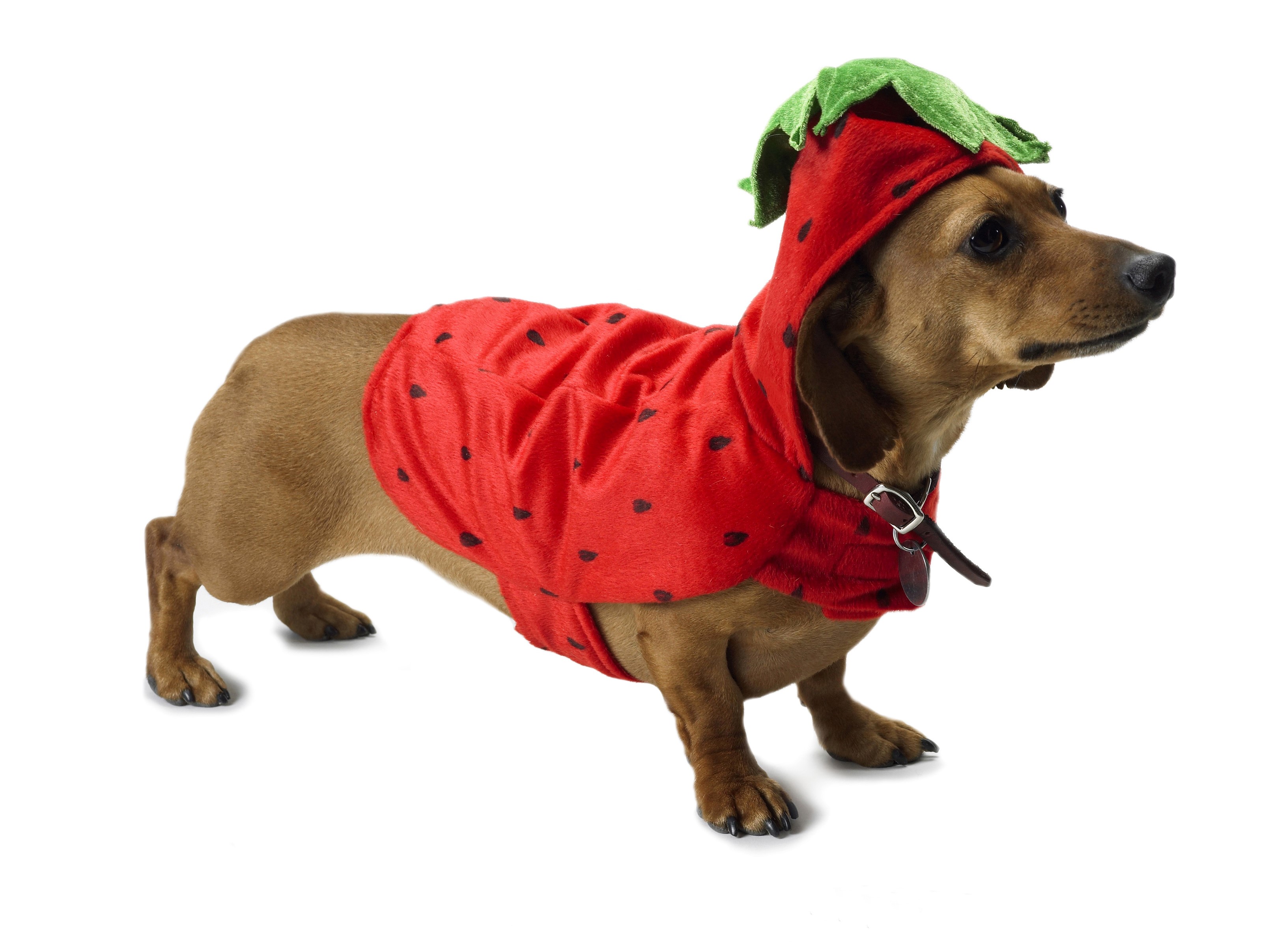 Dachshund dog wearing a strawberry costume HD Wallpaper