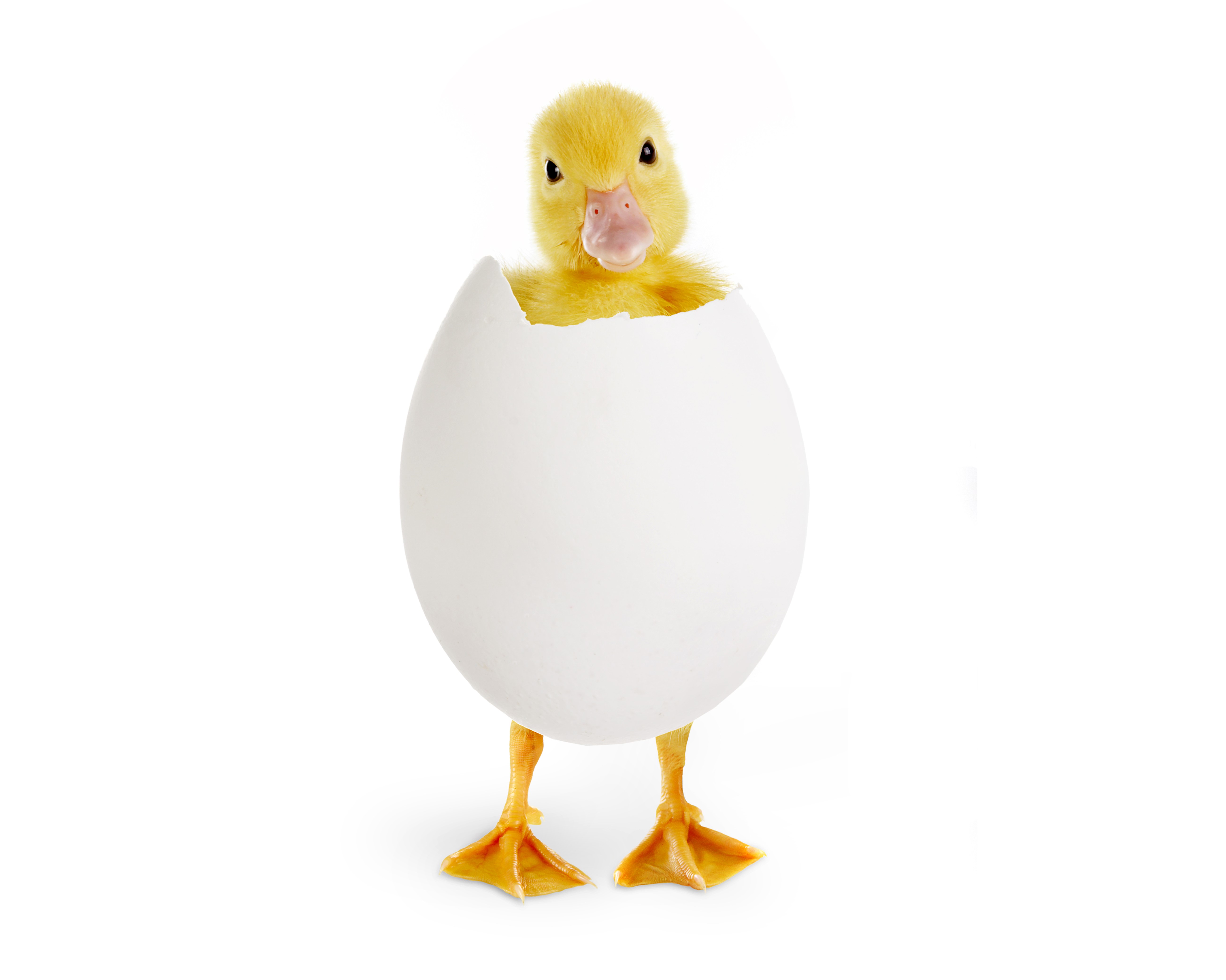 A yellow duckling hatching from a white egg HD Wallpaper