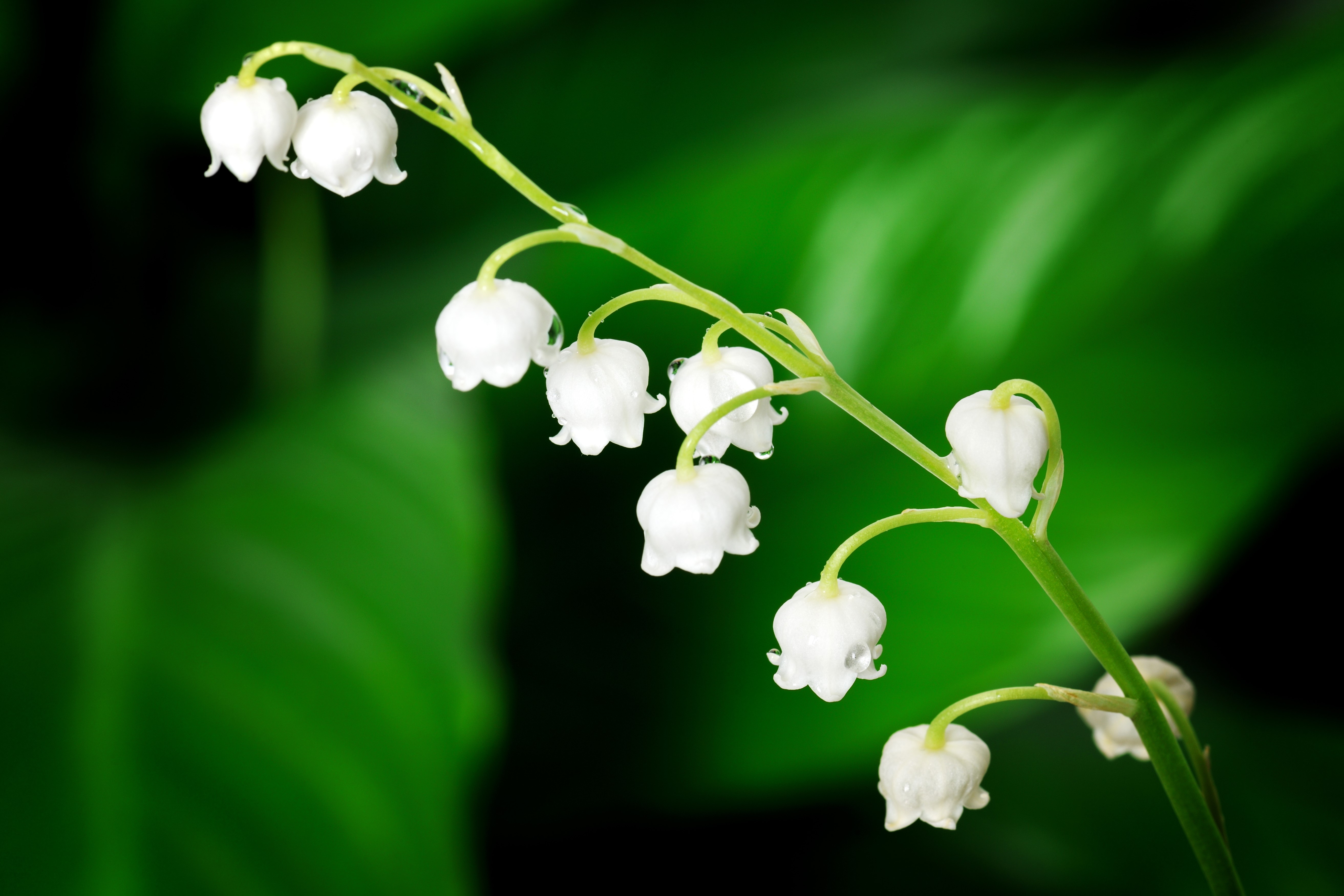 Lily of the Valley flowers with water droplets HD Wallpaper