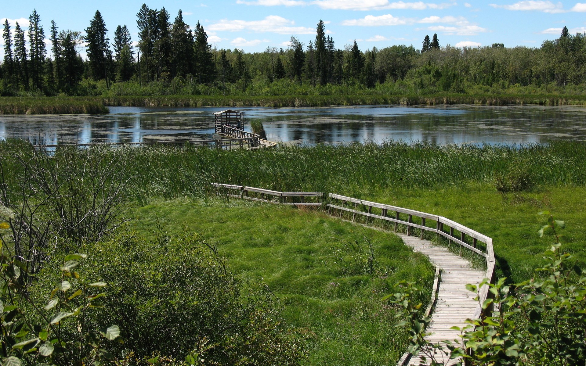 Wooden boardwalk through a marshy wetland with trees HD Wallpaper