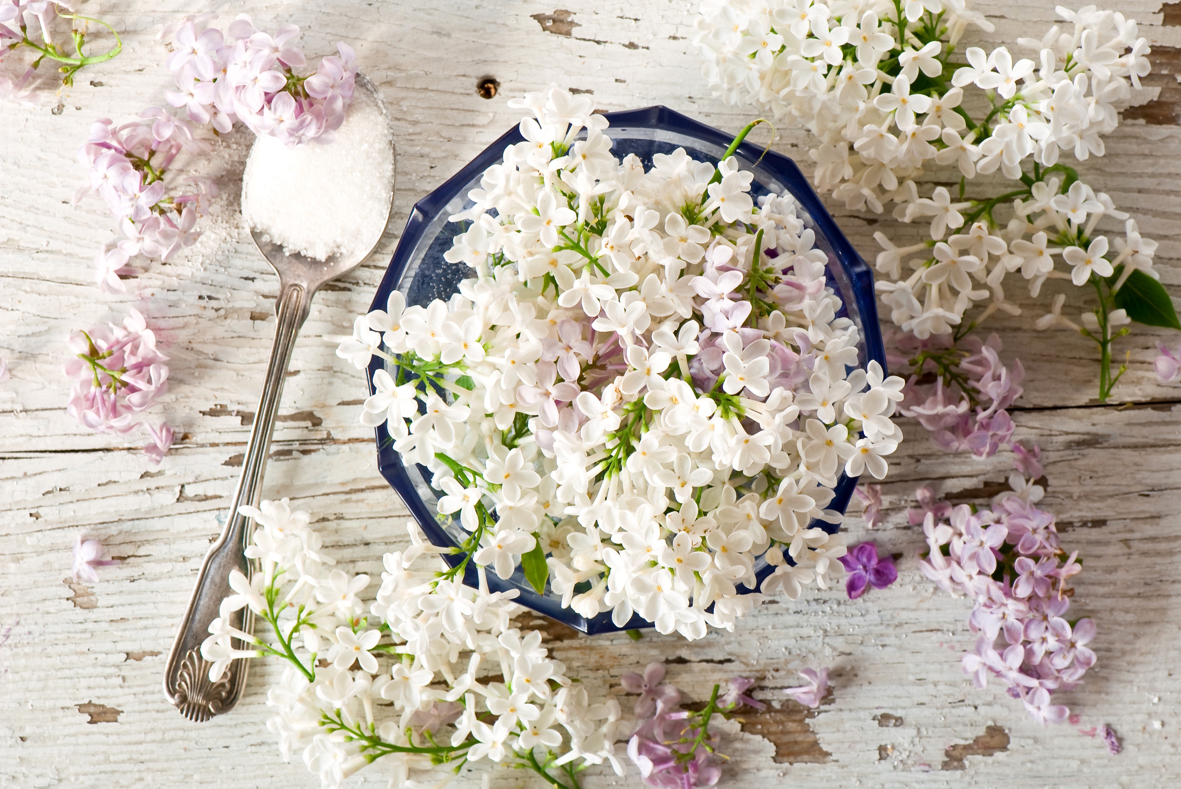 Spoonful of sugar with white and purple lilacs HD Wallpaper