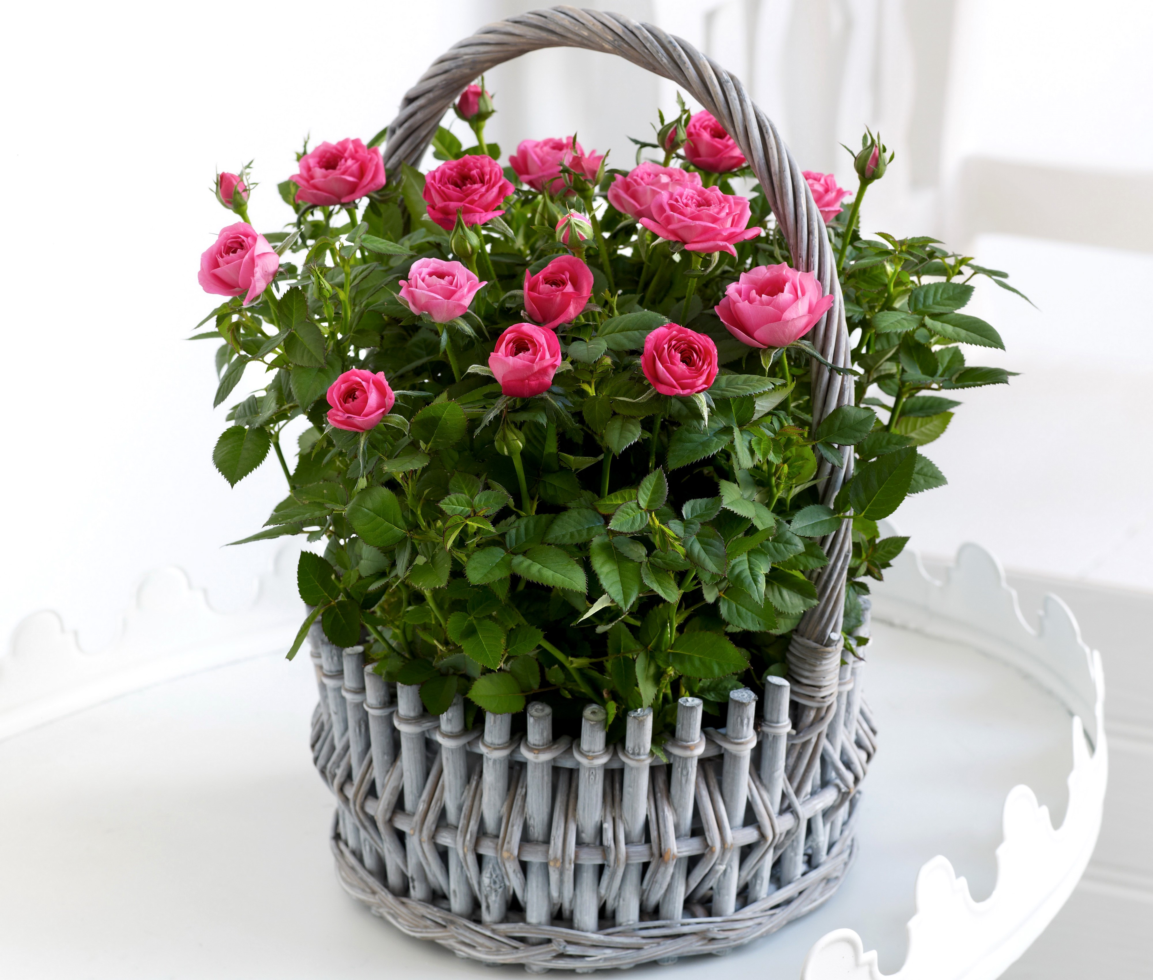 Pink Roses in a Wicker Basket HD Wallpaper