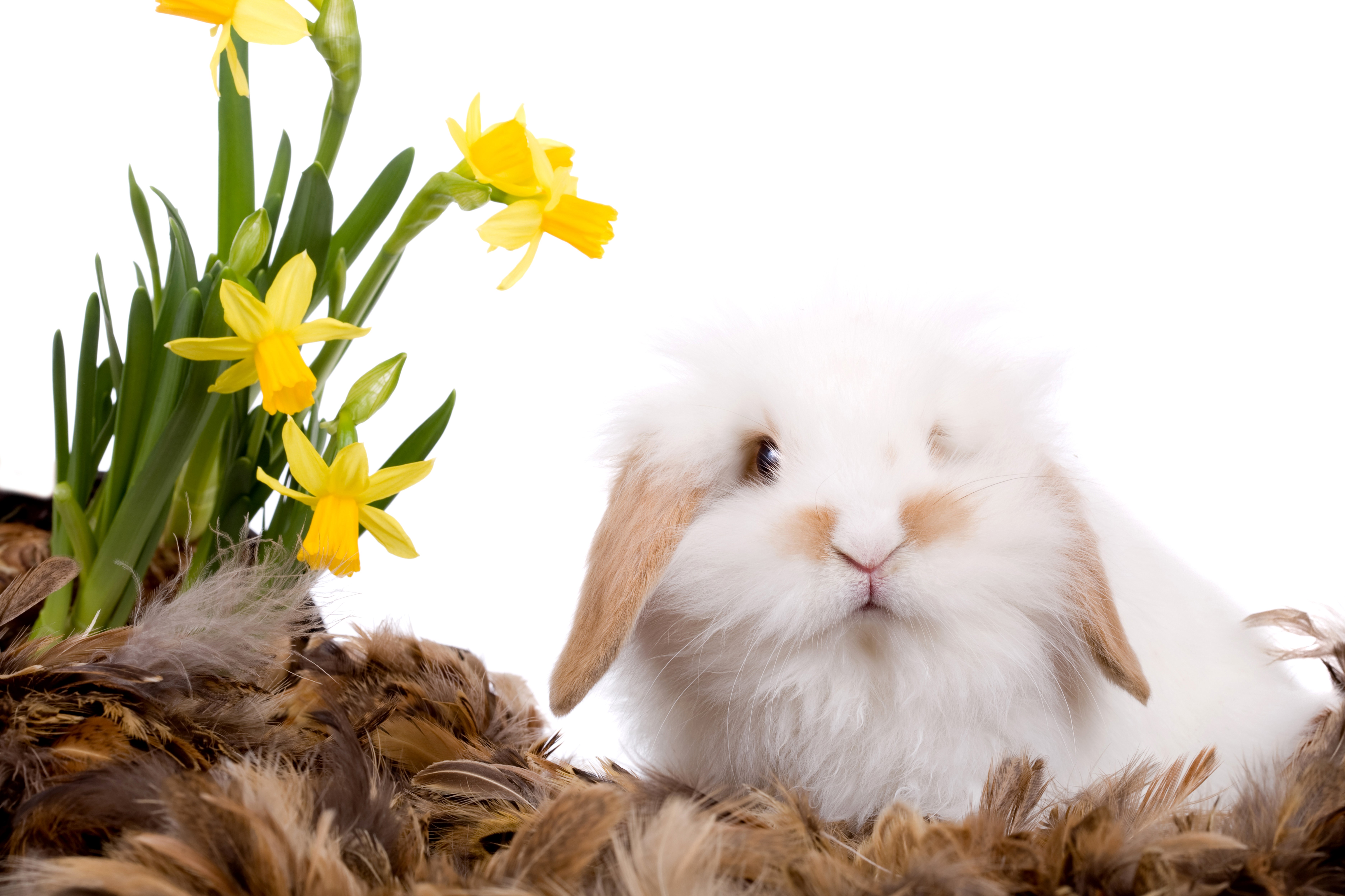 White rabbit with daffodils and feathers HD Wallpaper