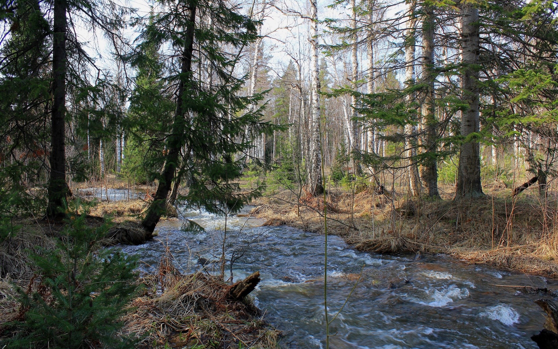 Forest stream flowing through trees in early spring HD Wallpaper