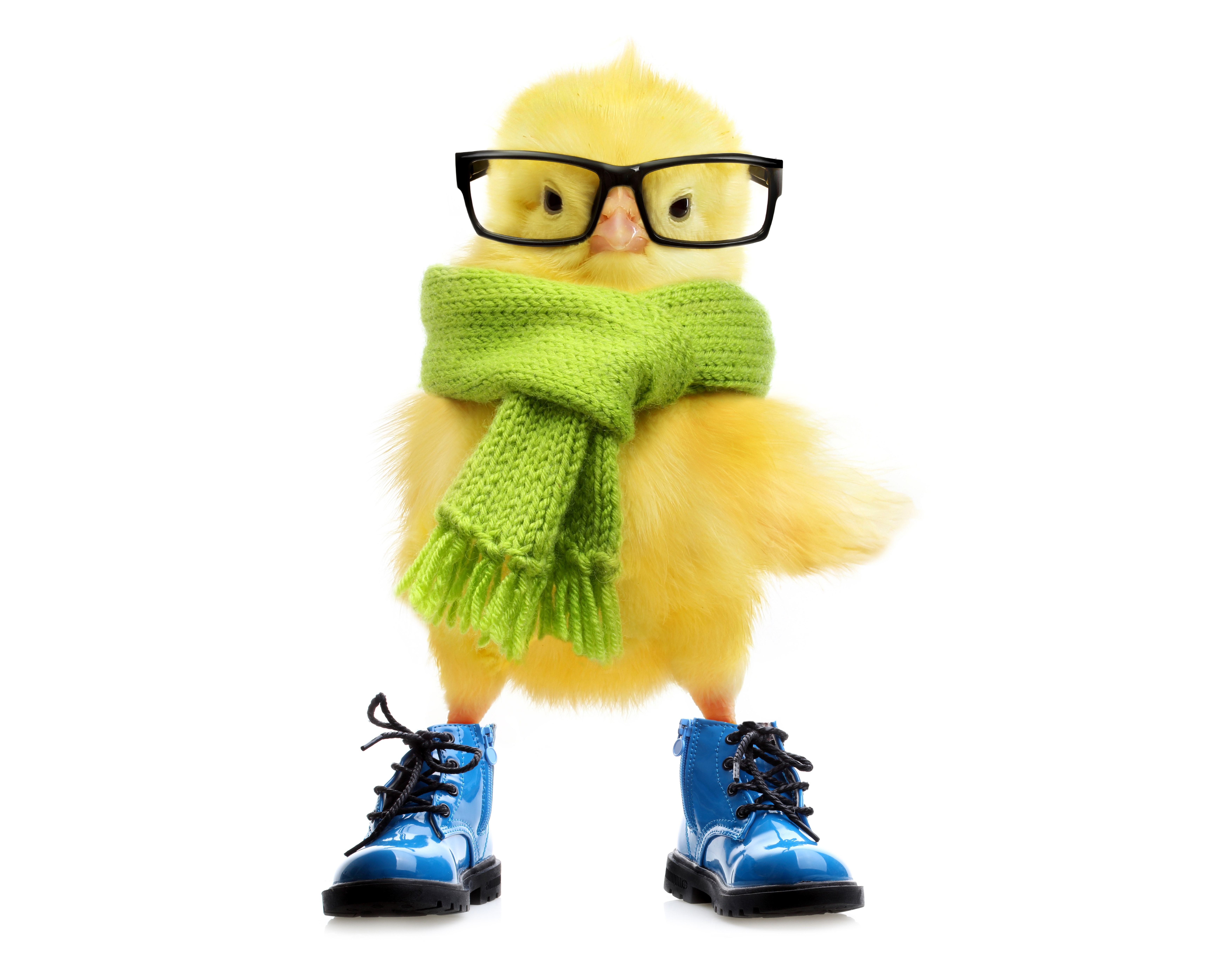 Yellow chick wearing glasses, scarf, and boots HD Wallpaper