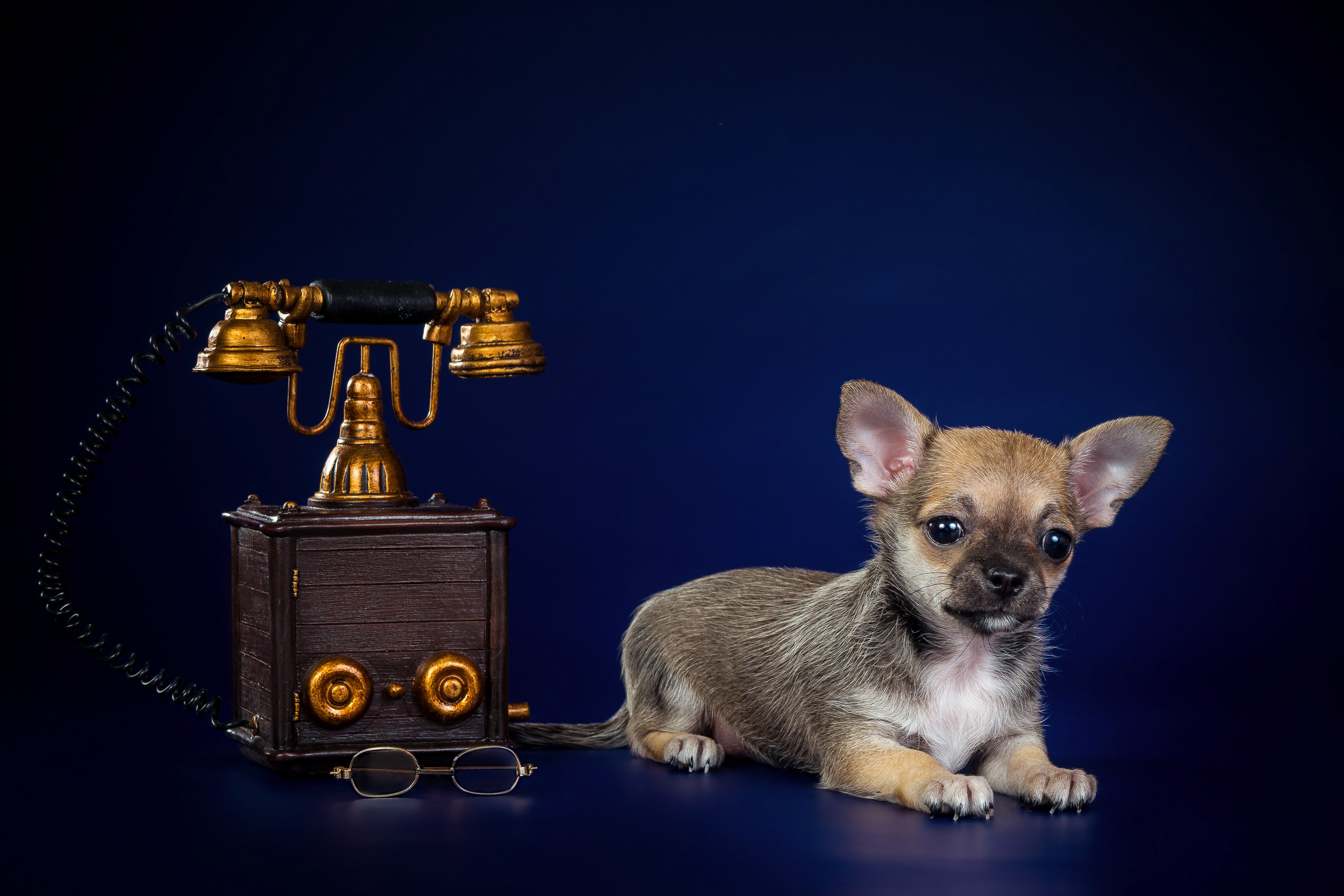 Chihuahua puppy with vintage telephone and glasses HD Wallpaper