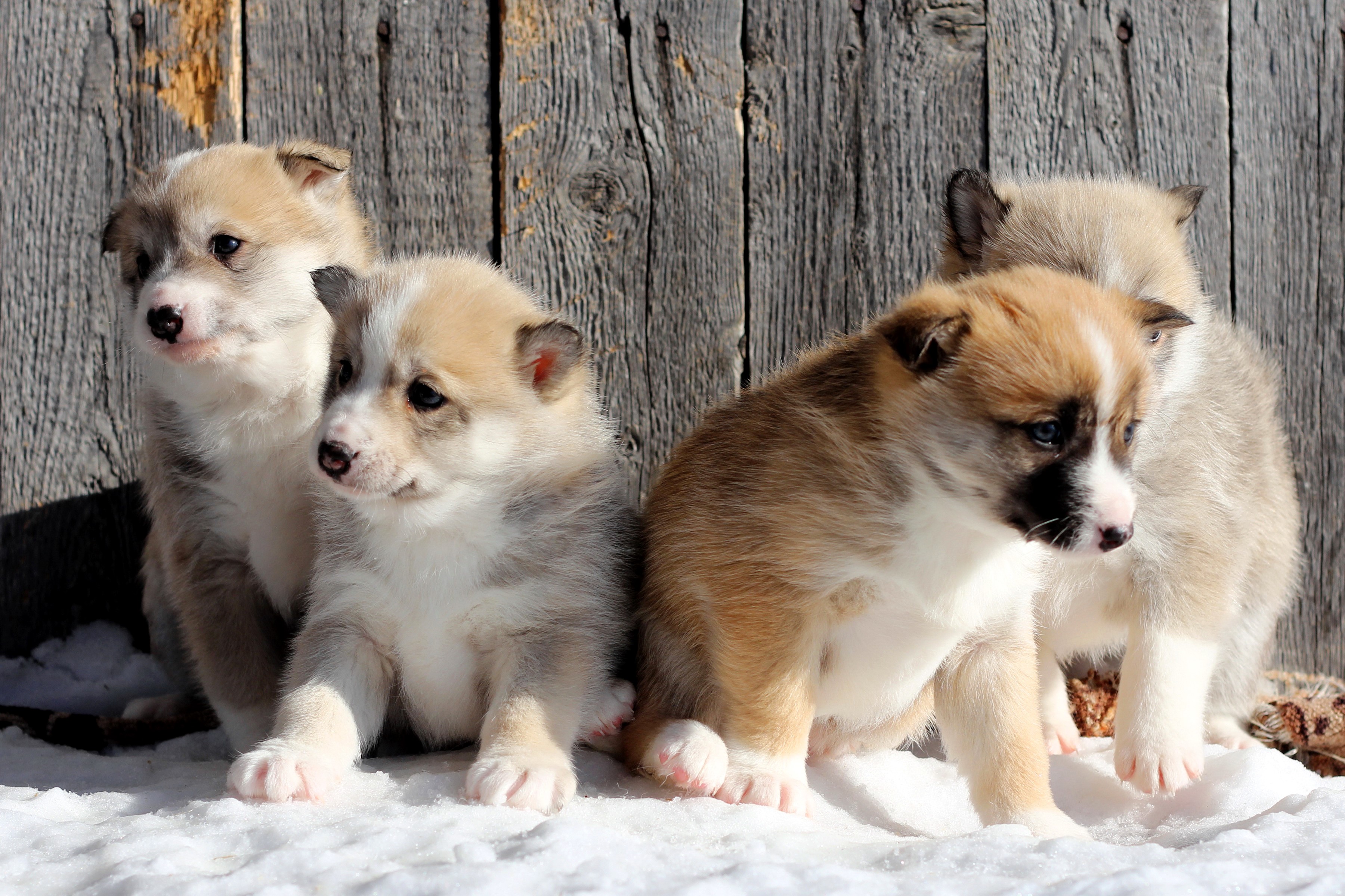 Four puppies sitting in the snow HD Wallpaper