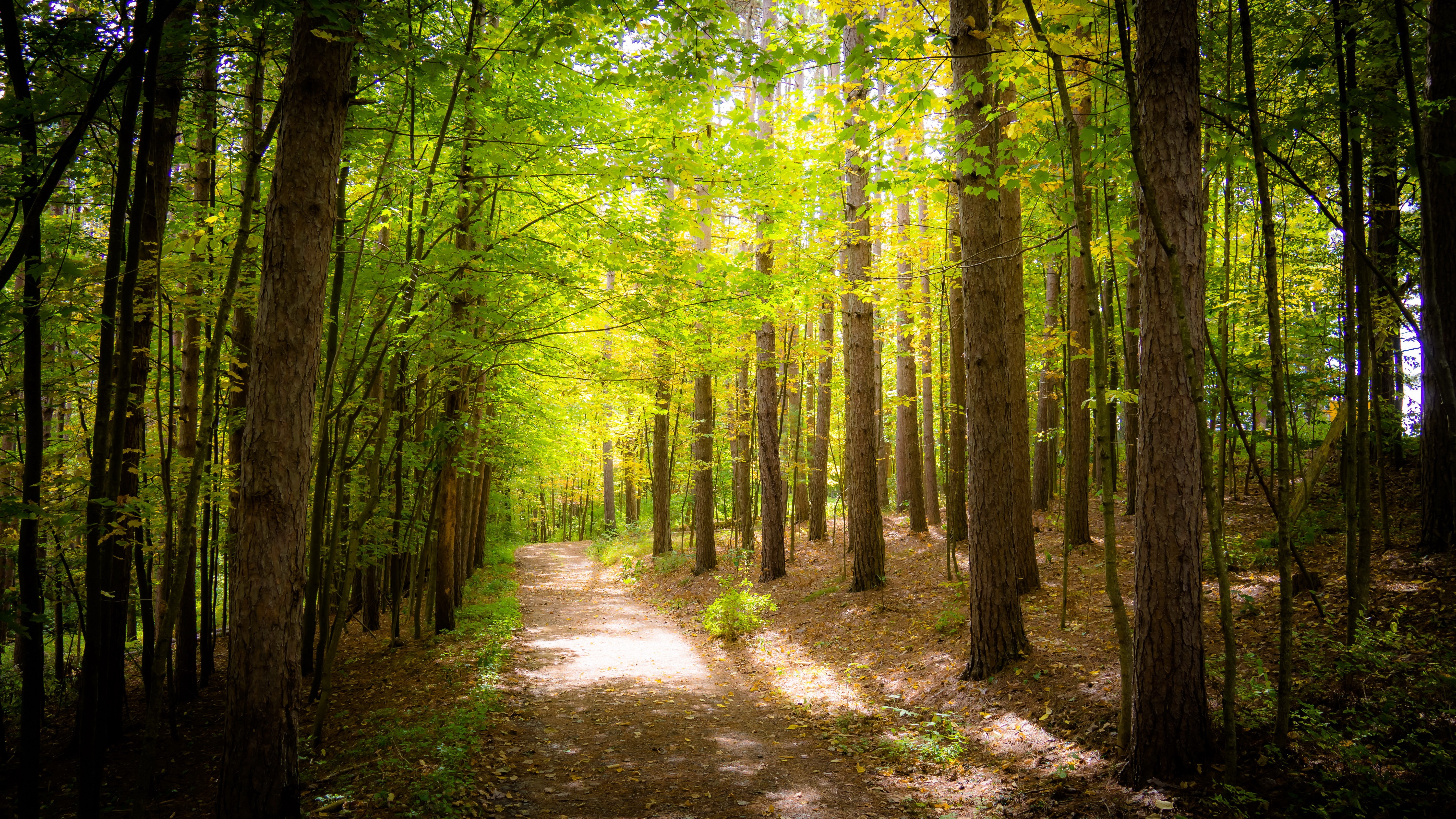Forest path with sunlight filtering through trees HD Wallpaper