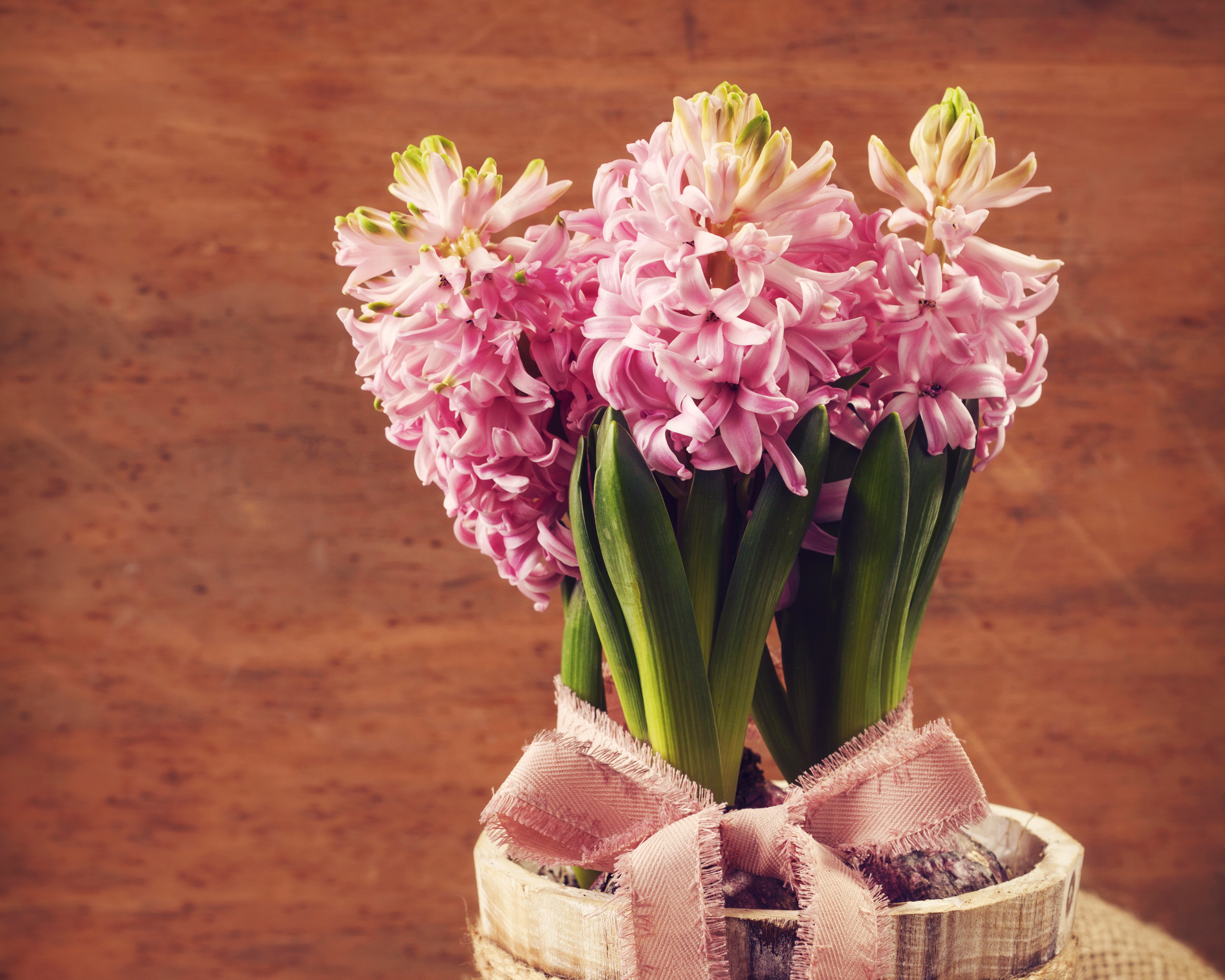 Pink Hyacinths in a Pot with a Bow HD Wallpaper