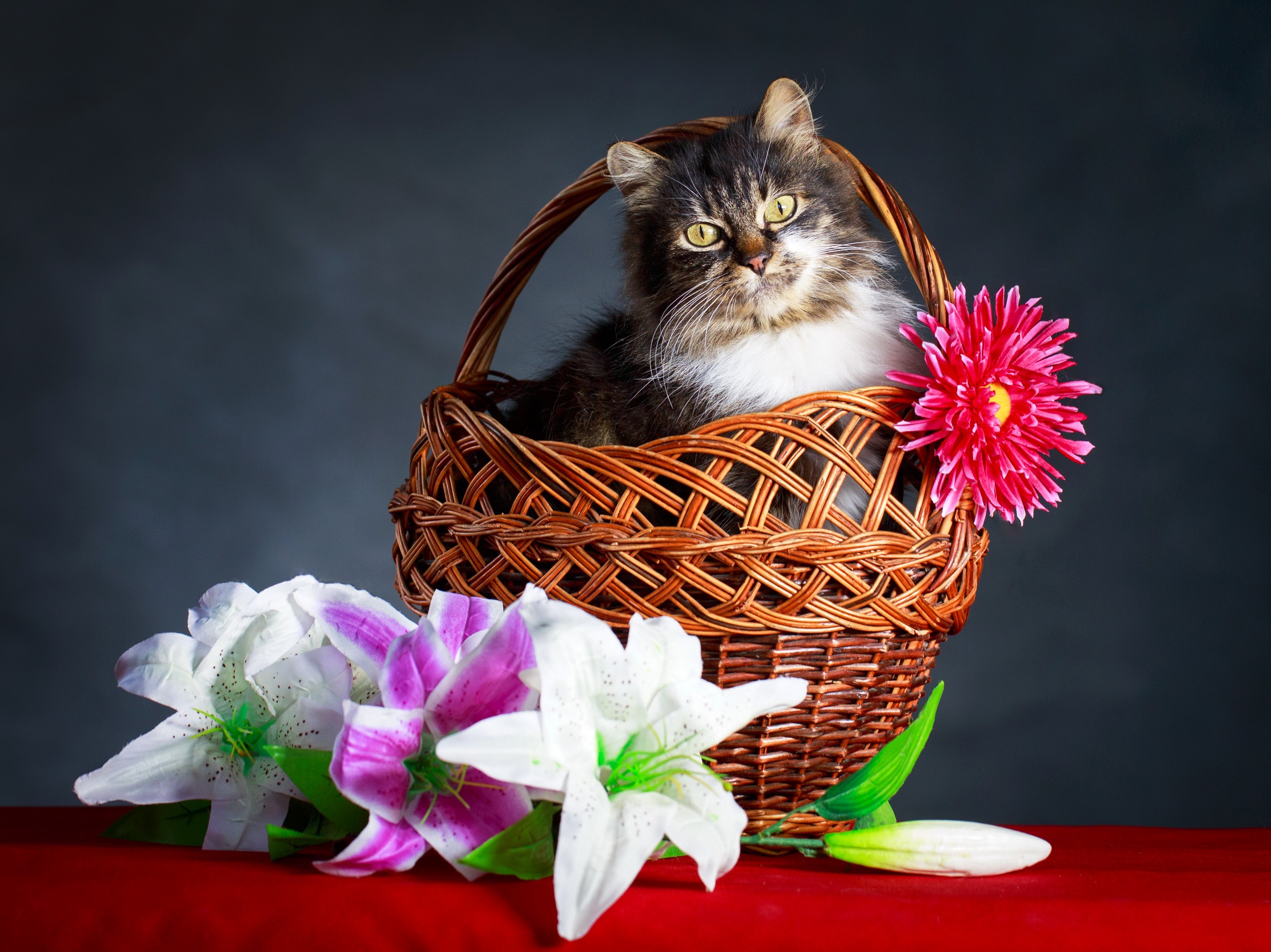Cat in a Wicker Basket with Flowers HD Wallpaper