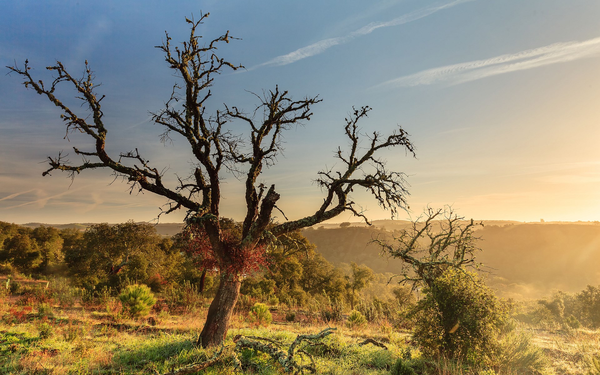 Bare tree in a misty, sunlit landscape HD Wallpaper