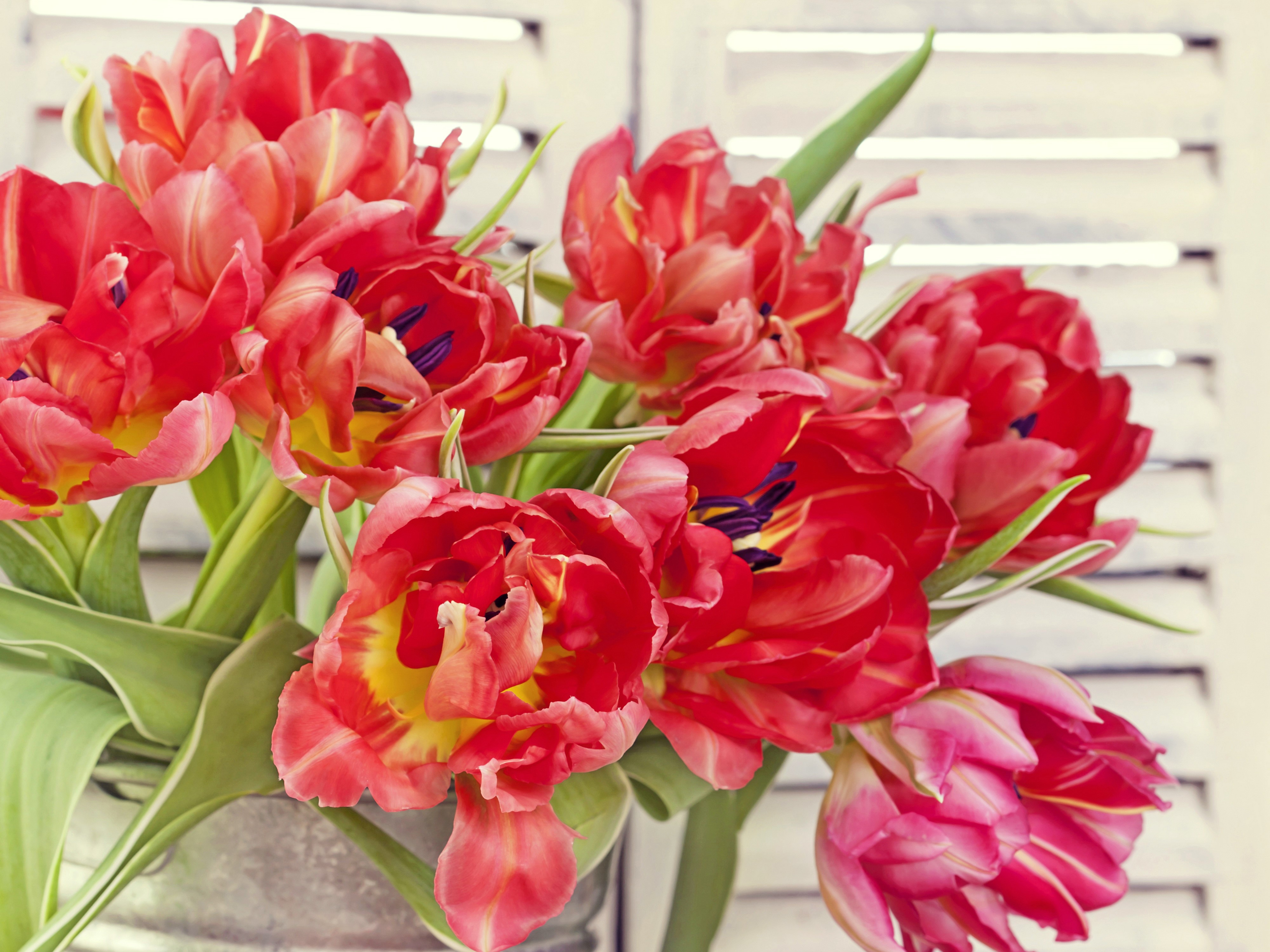 4K Tulips Closeup HD Wallpaper